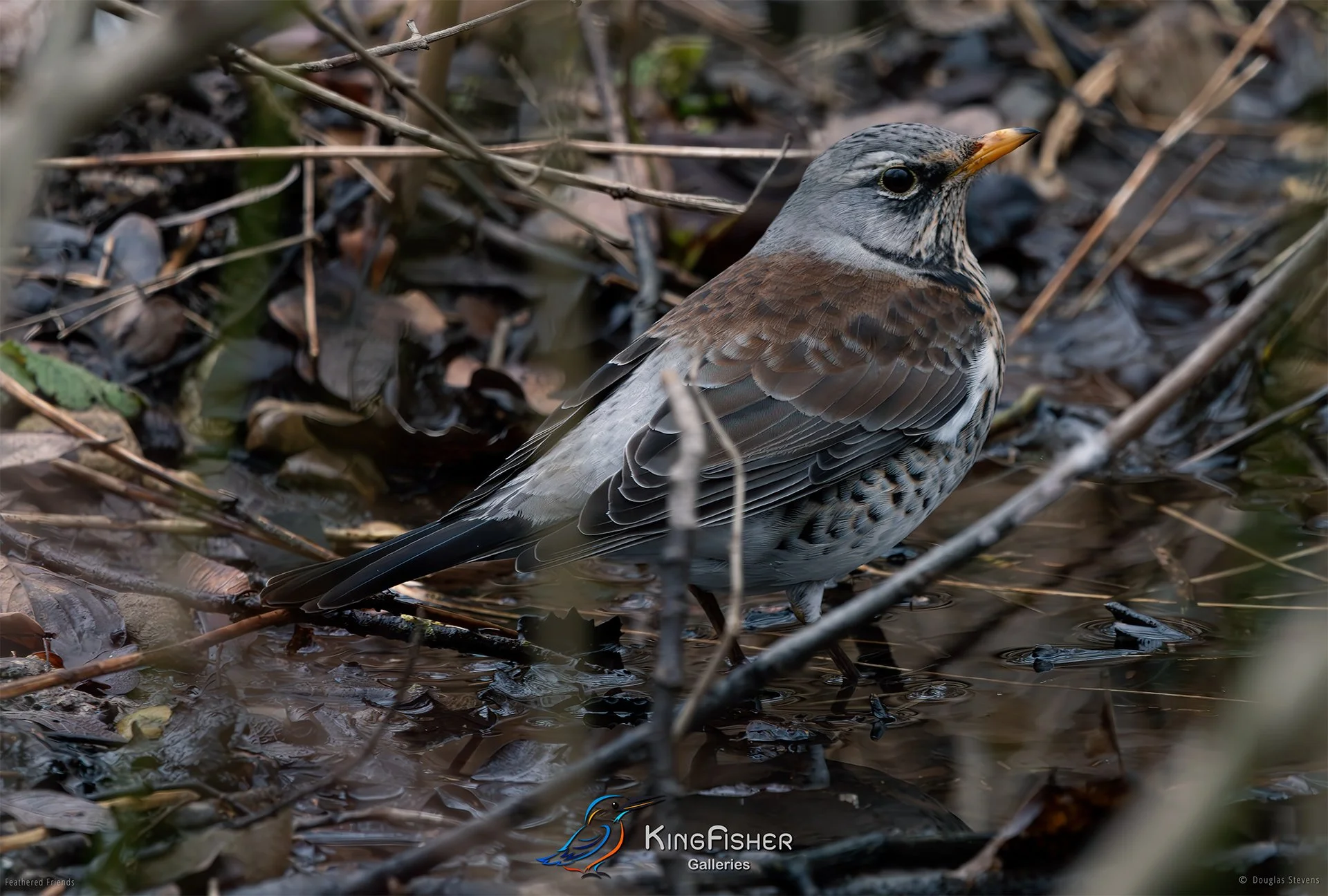 443_DST_Birds_2025_Fieldfare_Having_A_Dip_L.jpg