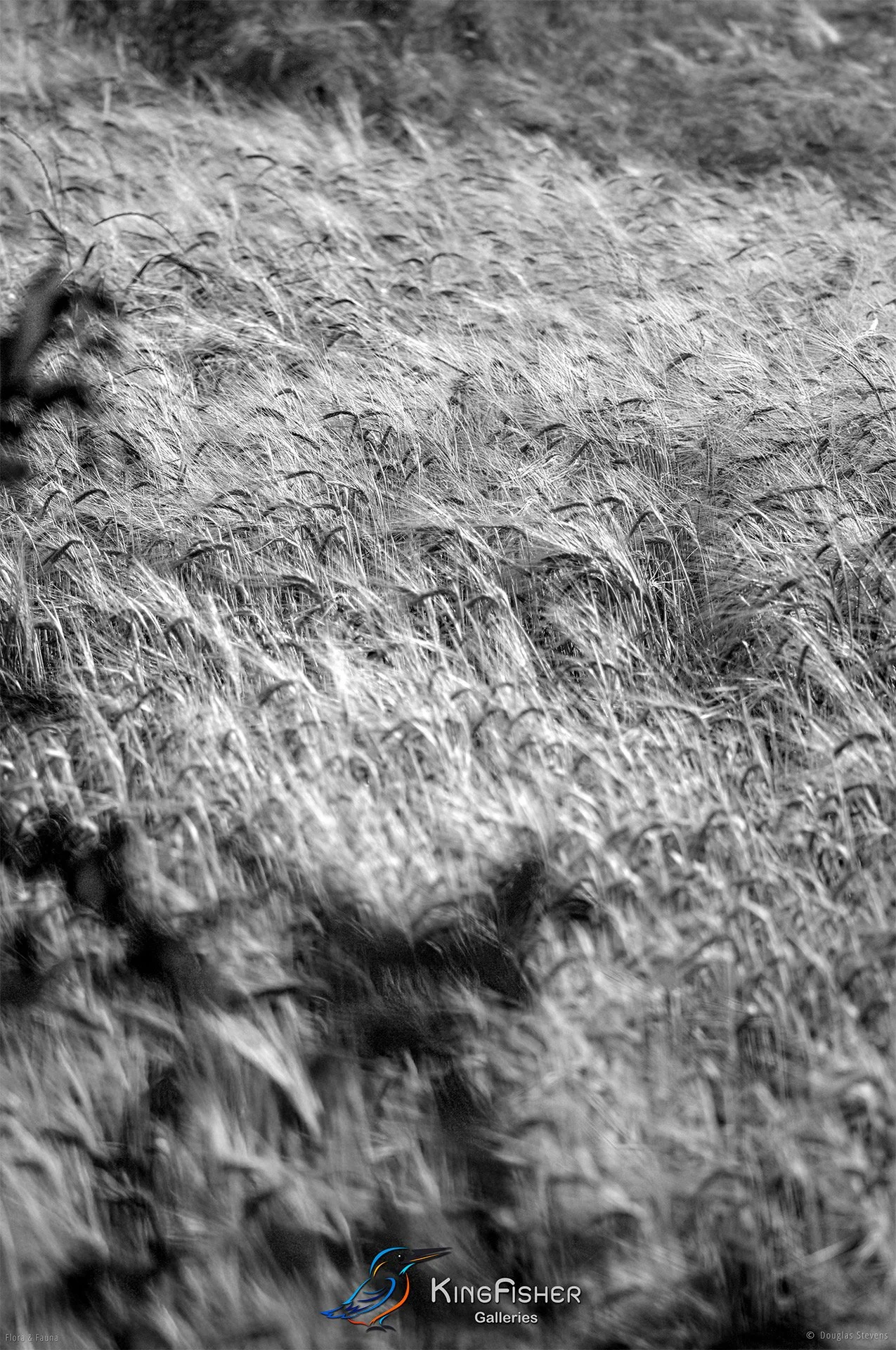 092_DST_Flora_Fauna_2013_Barley_Field_P_BW.jpg