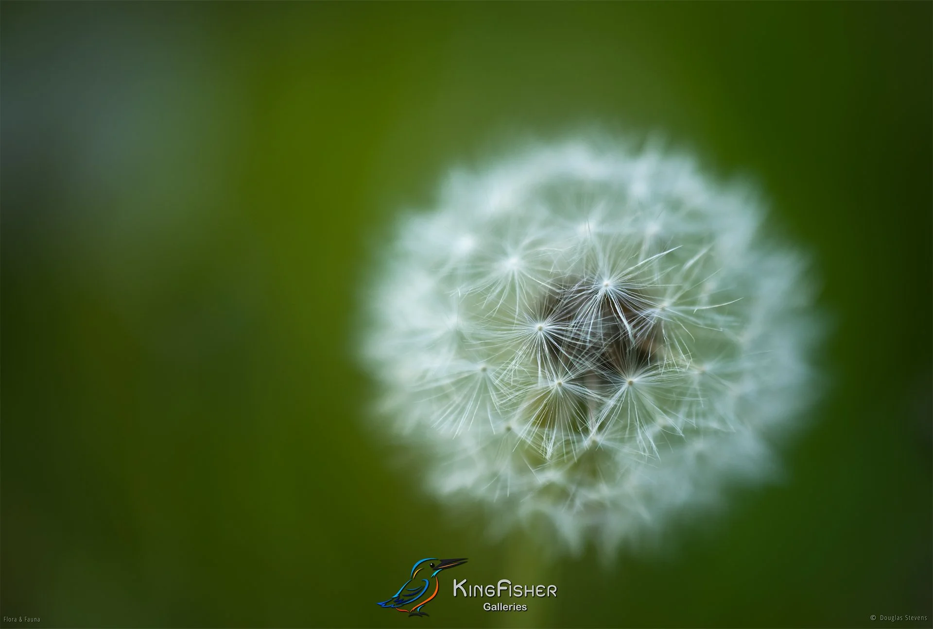 086_DST_Flora_Fauna_2012_Dandelion_L.jpg