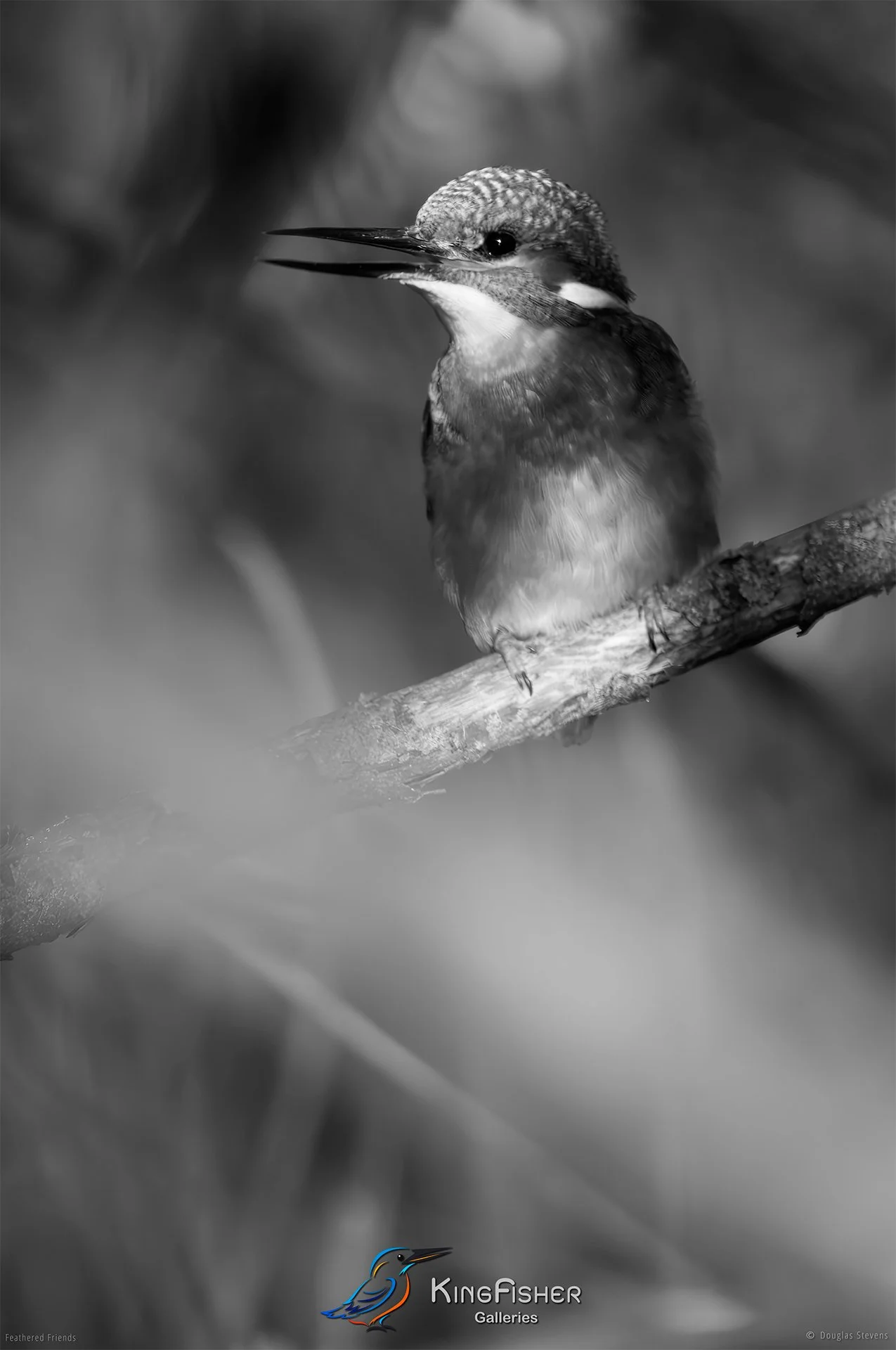 499_DST_Birds_2025_Kingfisher_P_BW.jpg