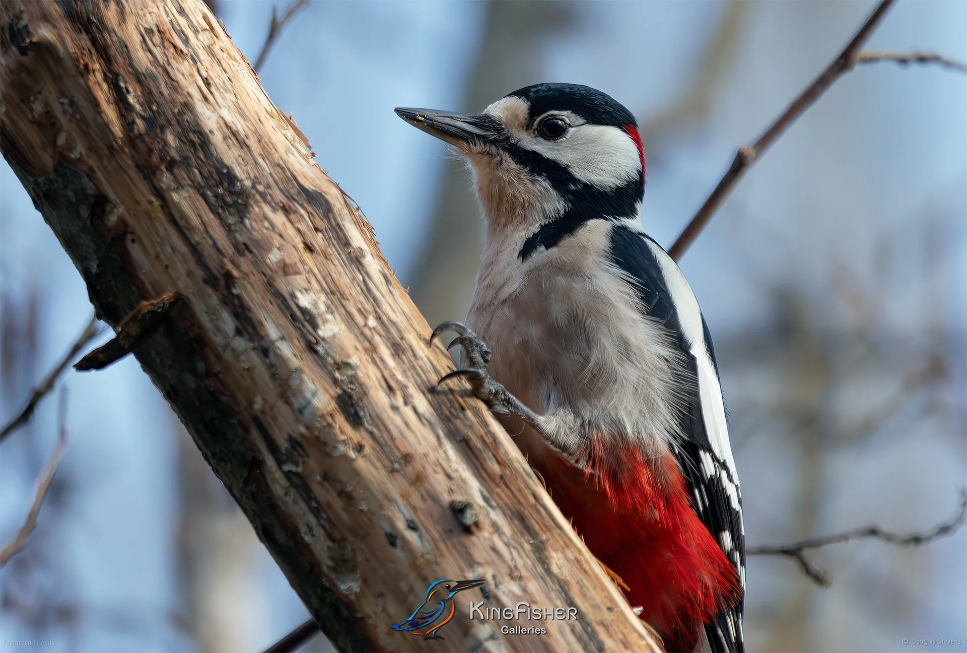 448_DST_Birds_2025_Greater_Spotted_Woodpecker_L.jpg