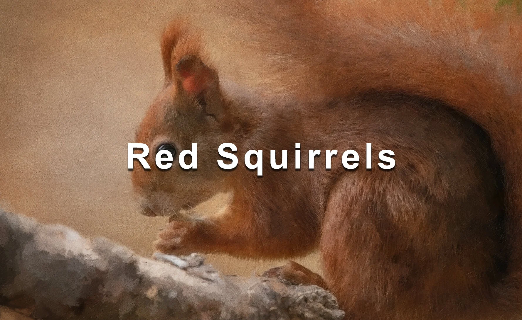 Gallery_Thumbnails_L_0000_Squirrels_Gallery_Thumb_1800x1100px.jpg