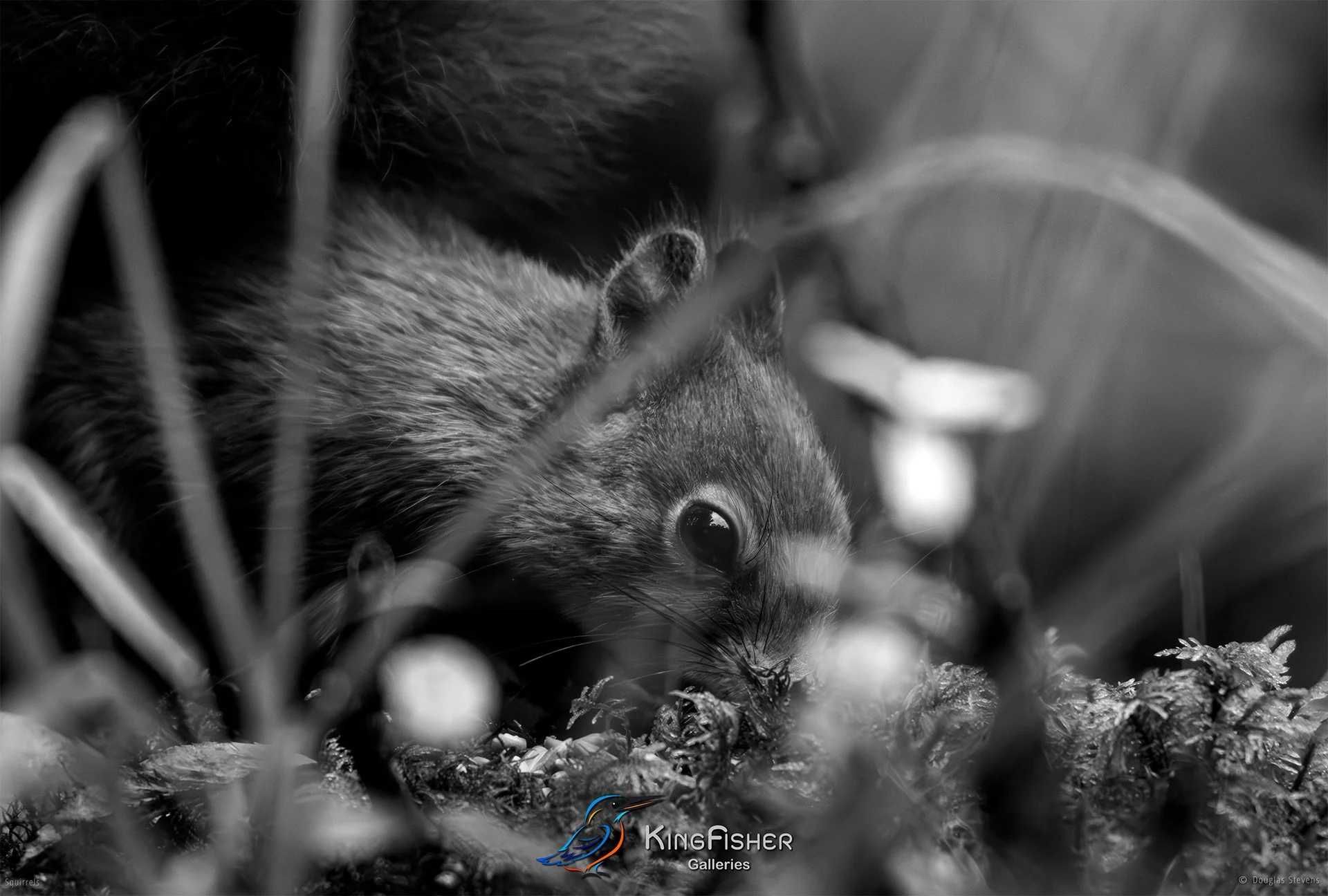589_DST_Squirrels_Sniffing_Around_L_BW.jpg