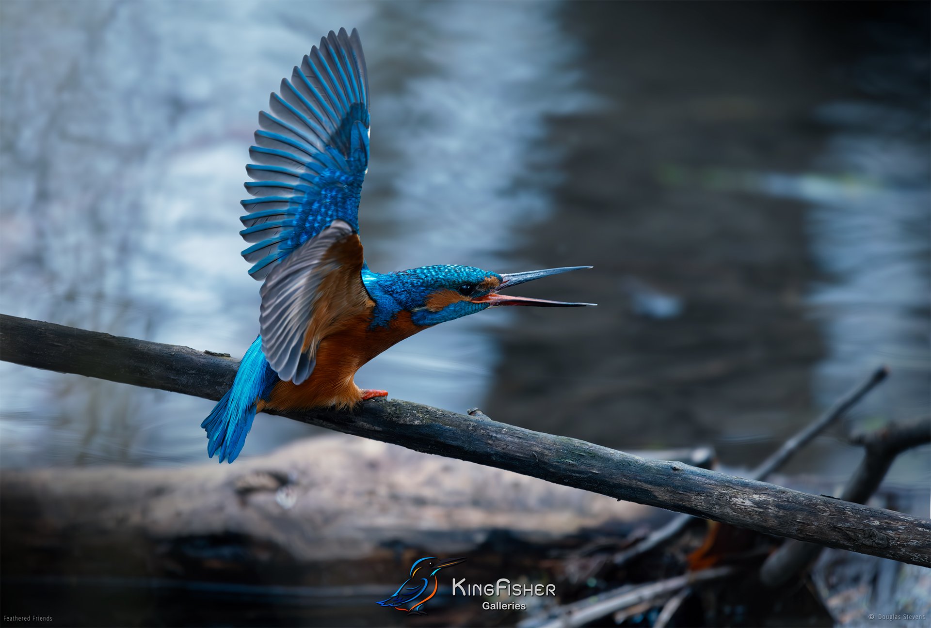 429_DST_Birds_2025_Kingfisher_L.jpg