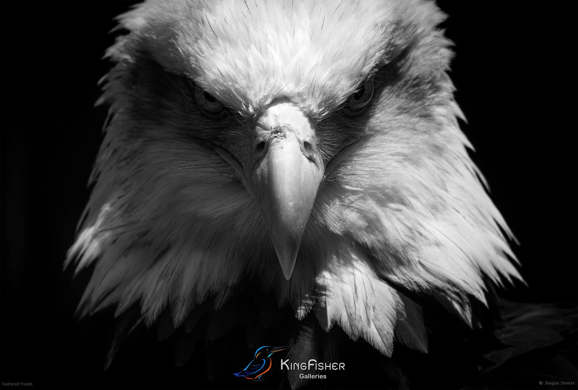 548_DST_Birds_2025_Bald_Eagle_Front_Profile_L_BW.jpg