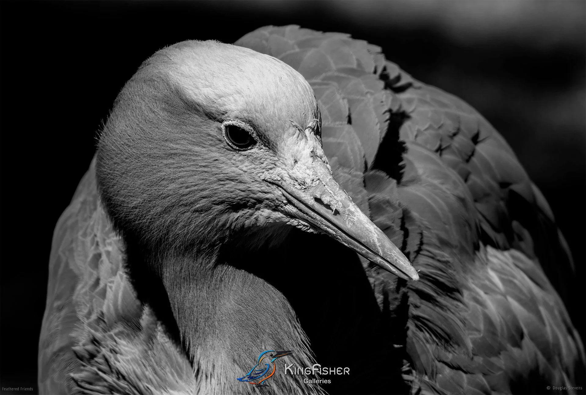 589_DST_Birds_2025_Paradise_Crane_L_BW.jpg
