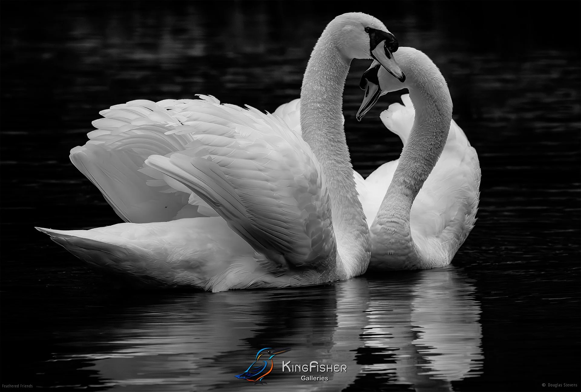682_DST_Birds_2025_Mute_Swan_L_BW.jpg