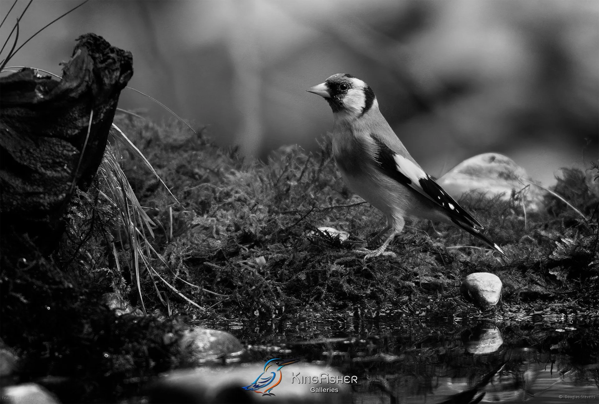 717_DST_Birds_2025_Goldfinch_L_BW.jpg