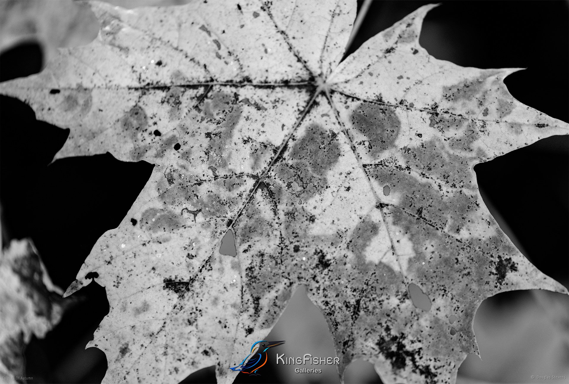 010_DST_Colours_Of_Autumn_L_BW.jpg