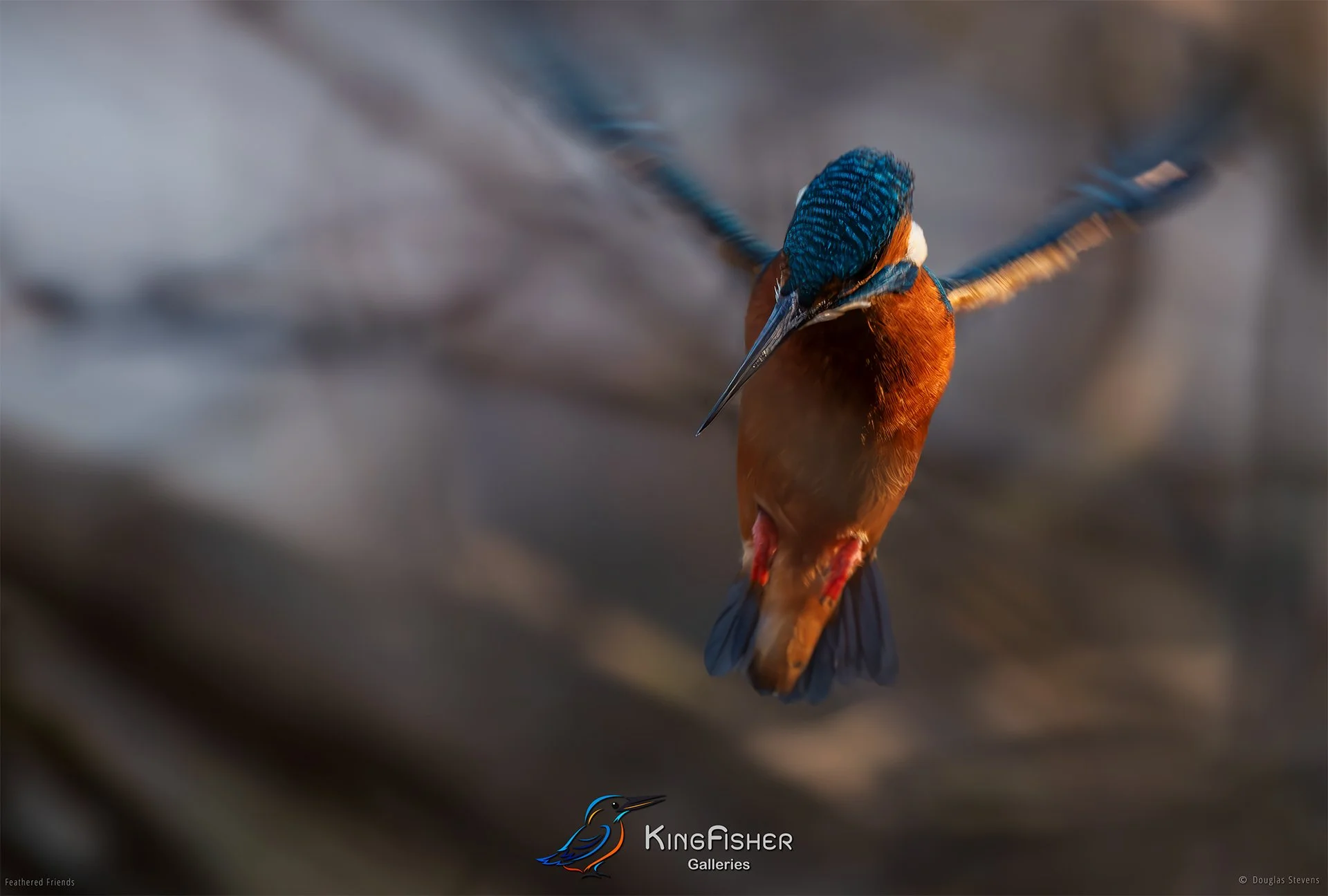 407_DST_Birds_2025_Kingfisher_L.jpg