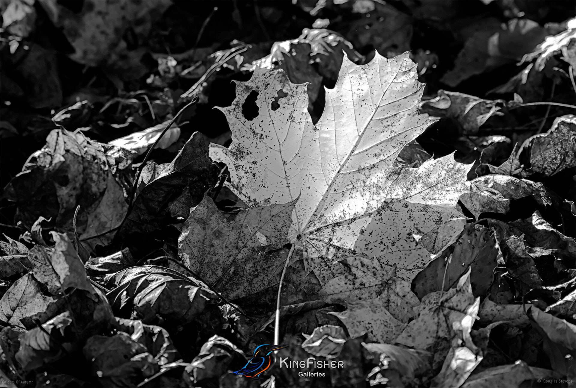 053_DST_Colours_Of_Autumn_L_BW.jpg