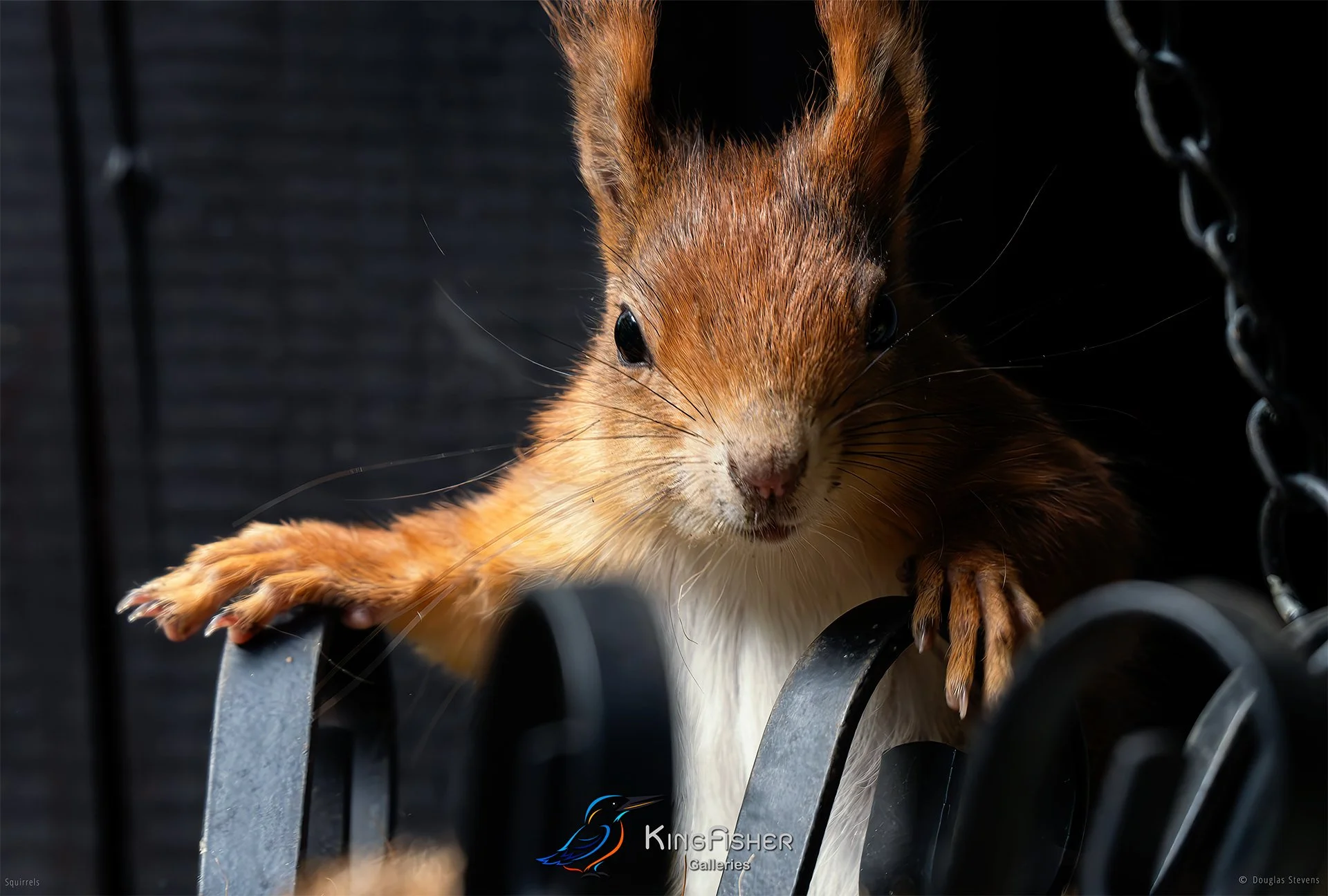 557_DST_Squirrels_You_Talking_To_Me_L.jpg