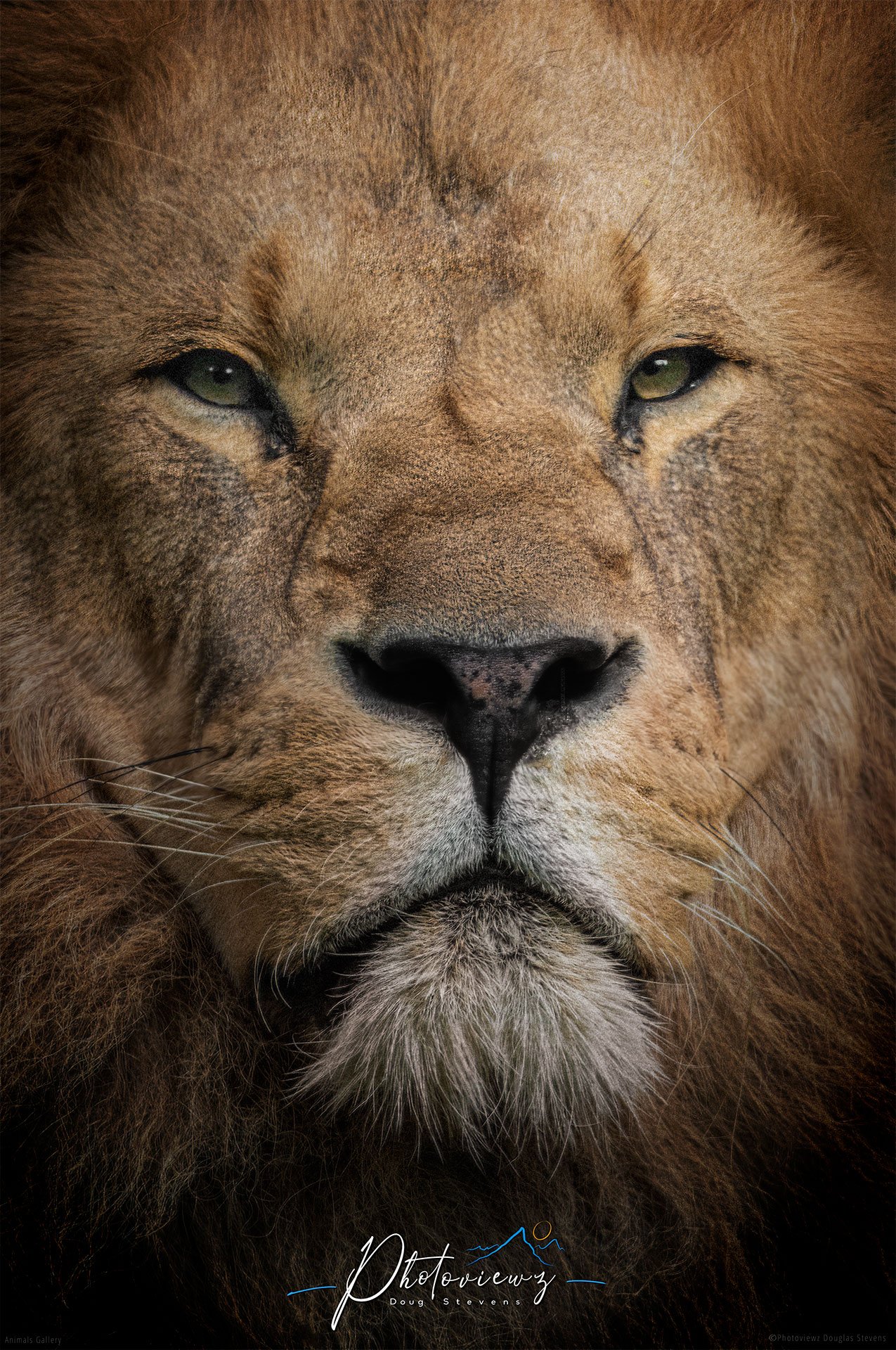 Lion Portrait