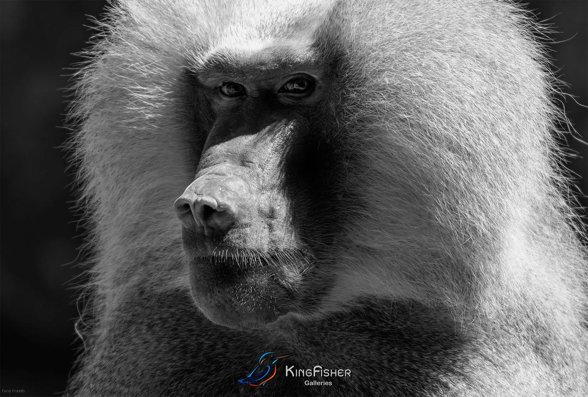 283_DST_Animals_Hamadryas_Baboon_L_BW.jpg