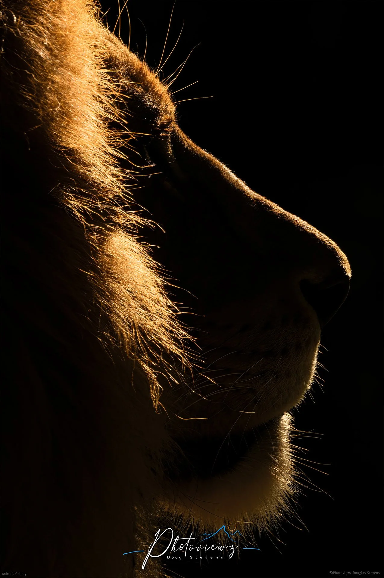 290_DST_Animals_Lion_Profile_P.jpg