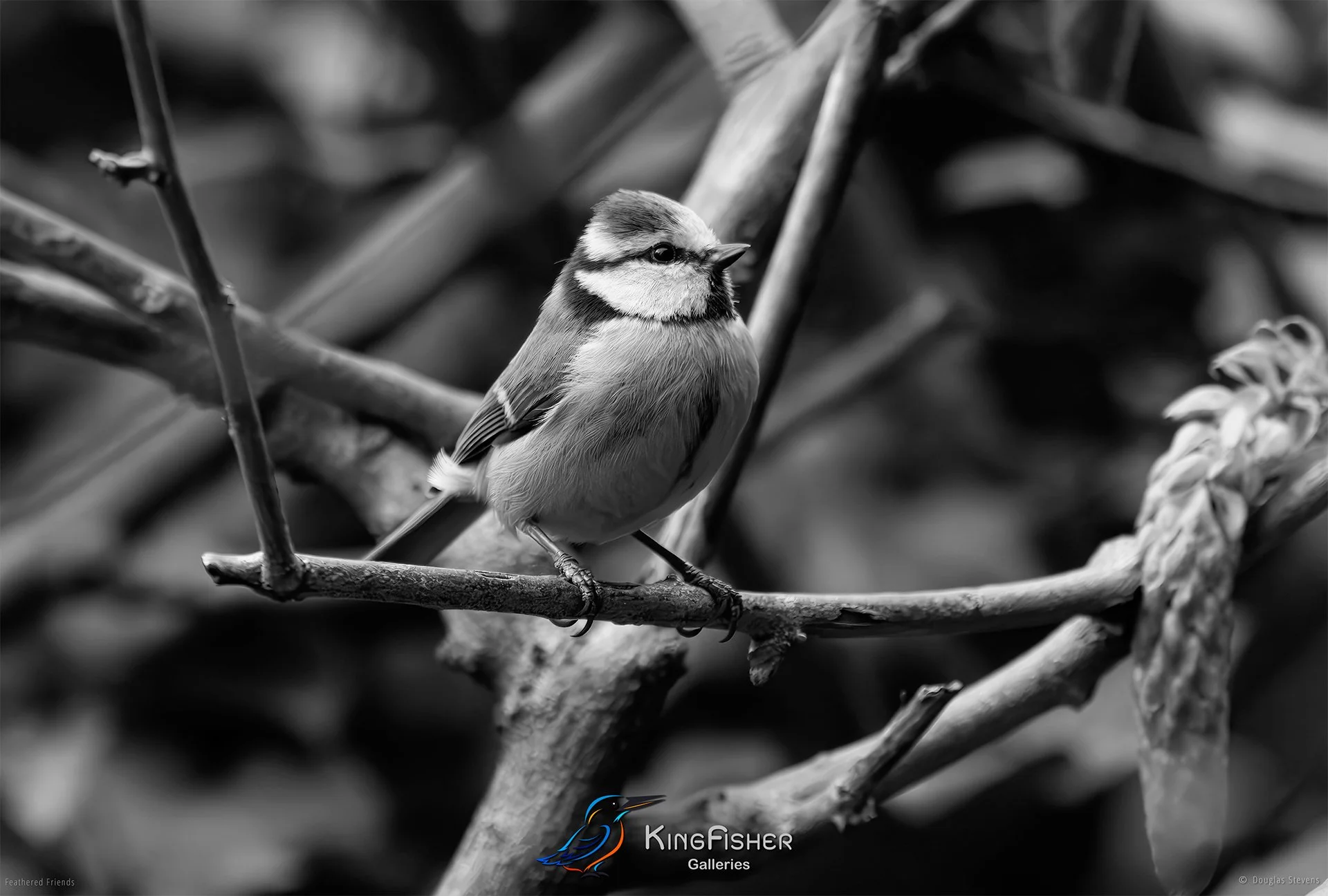 701_DST_Birds_2025_Blue_Tit_L_BW.jpg
