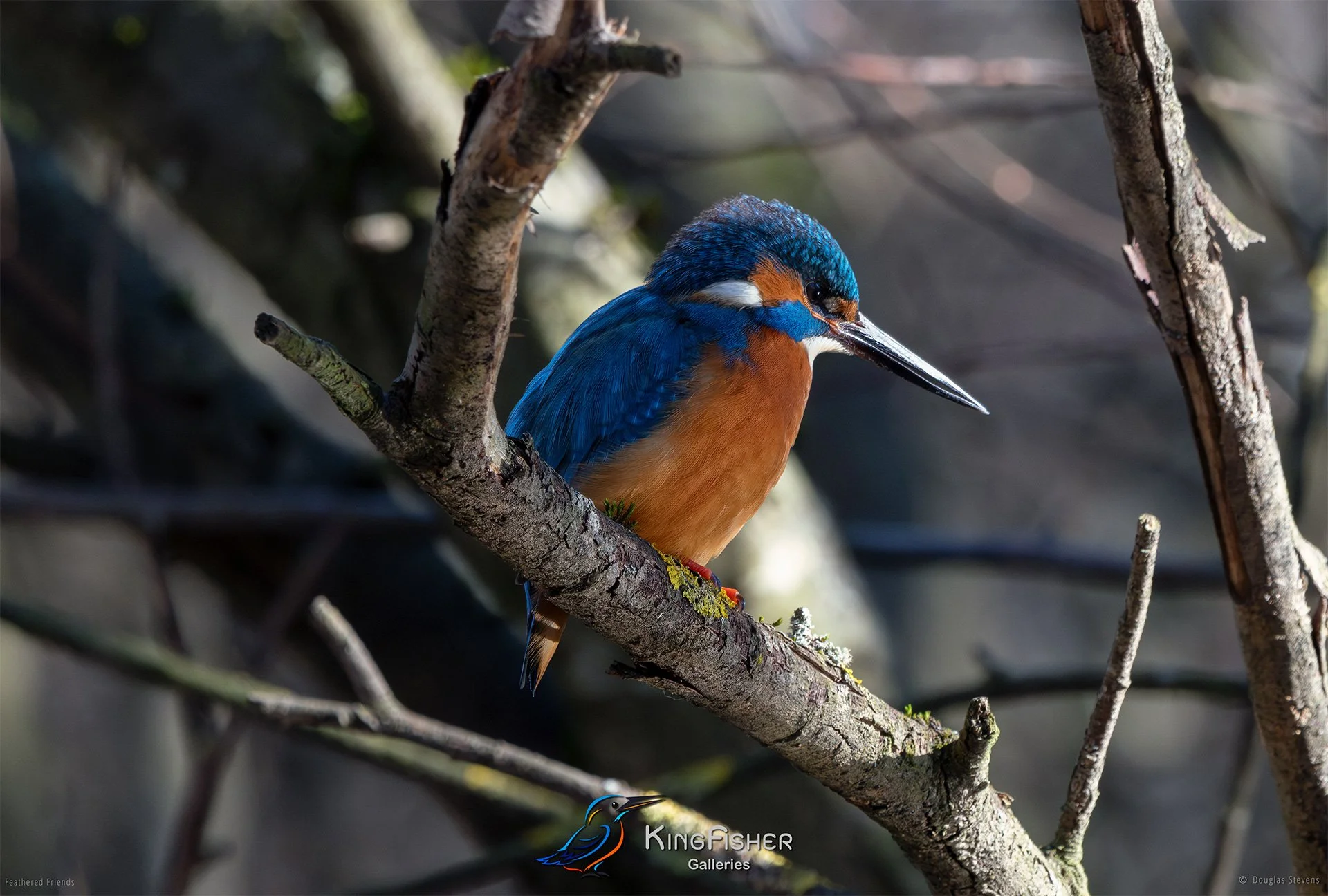 459_DST_Birds_2025_Kingfisher_Alcedo_Atthis_L.jpg