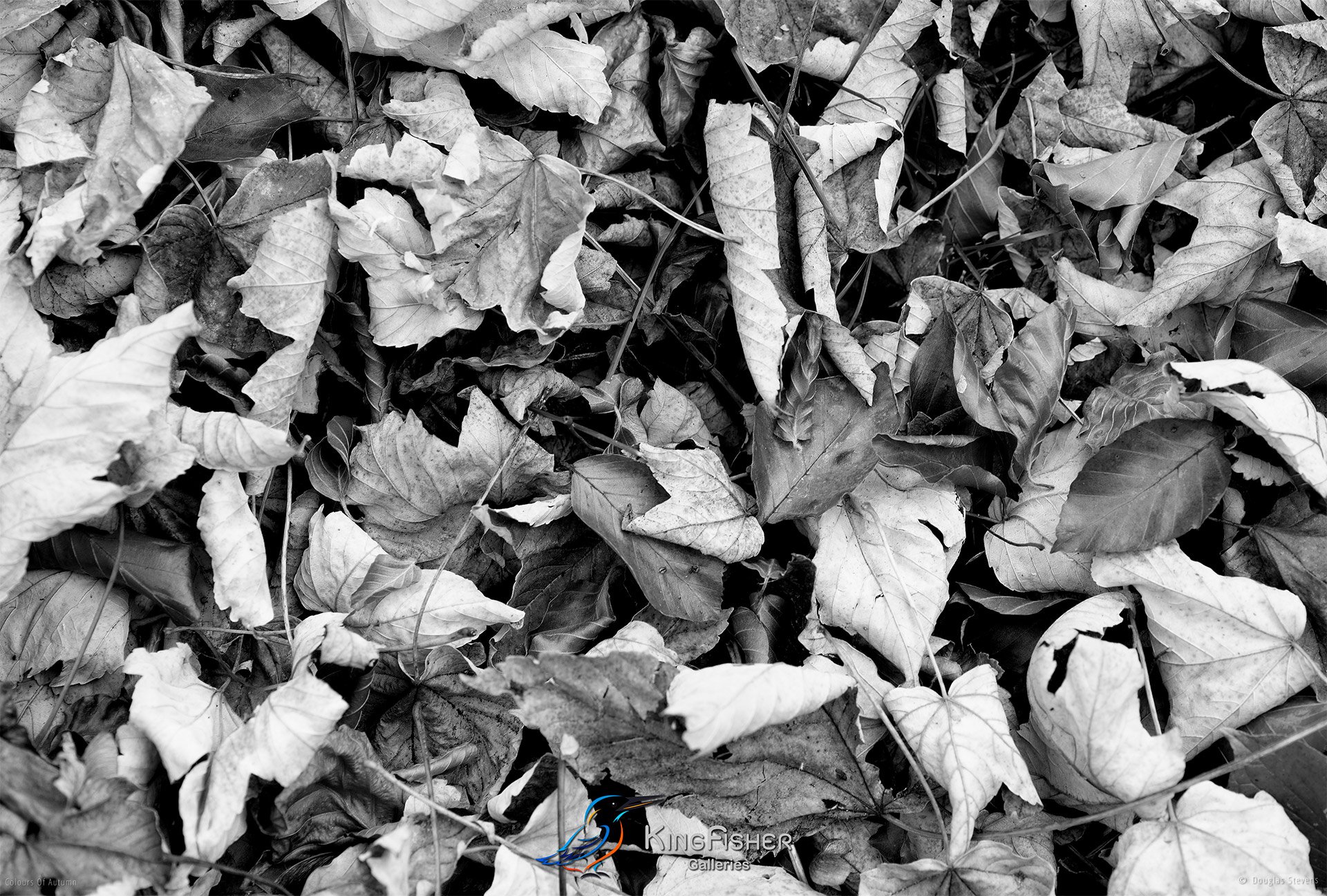 012_DST_Colours_Of_Autumn_L_BW.jpg