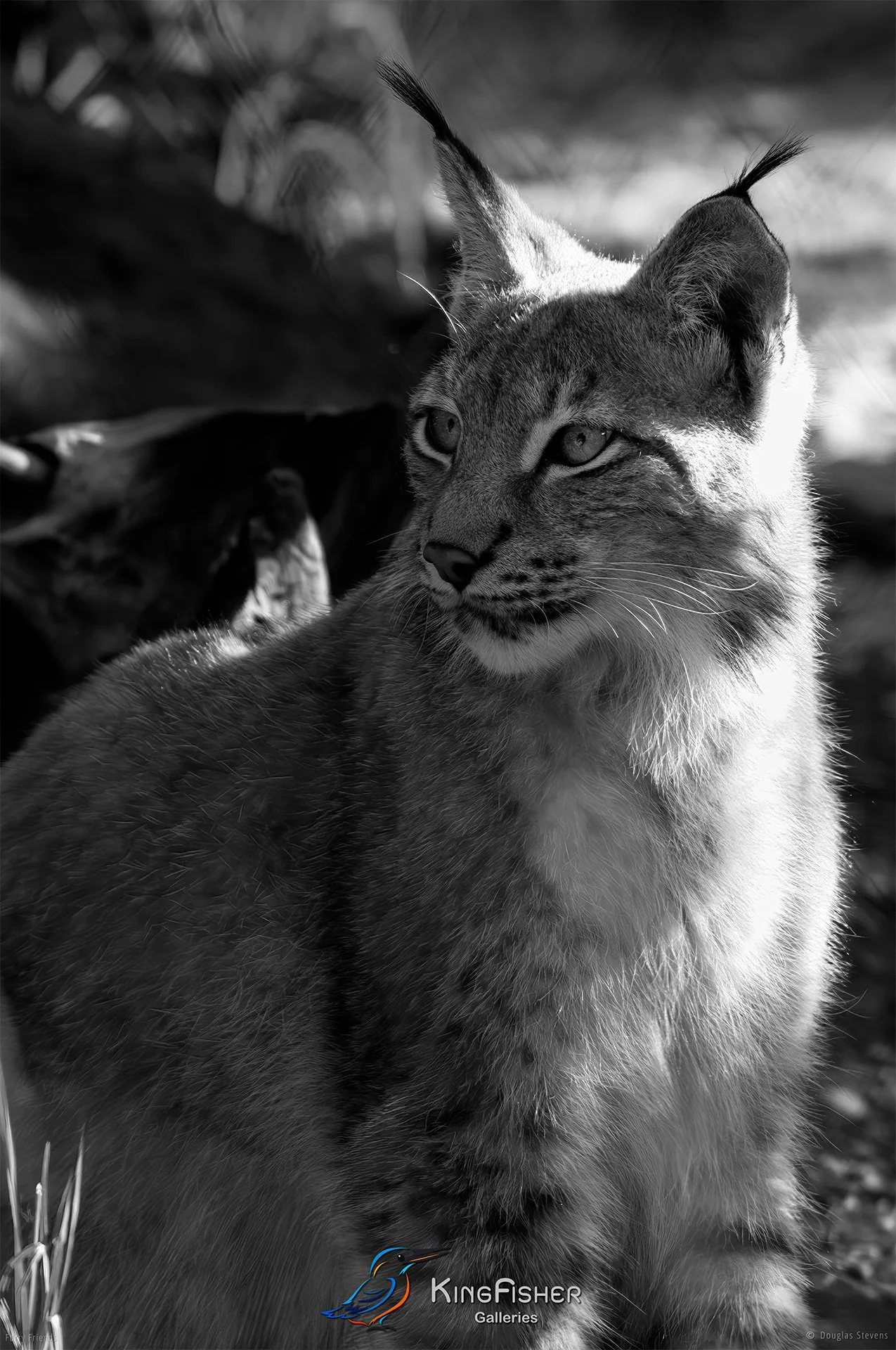 298_DST_Animals_Lynx_Profile_P_BW.jpg