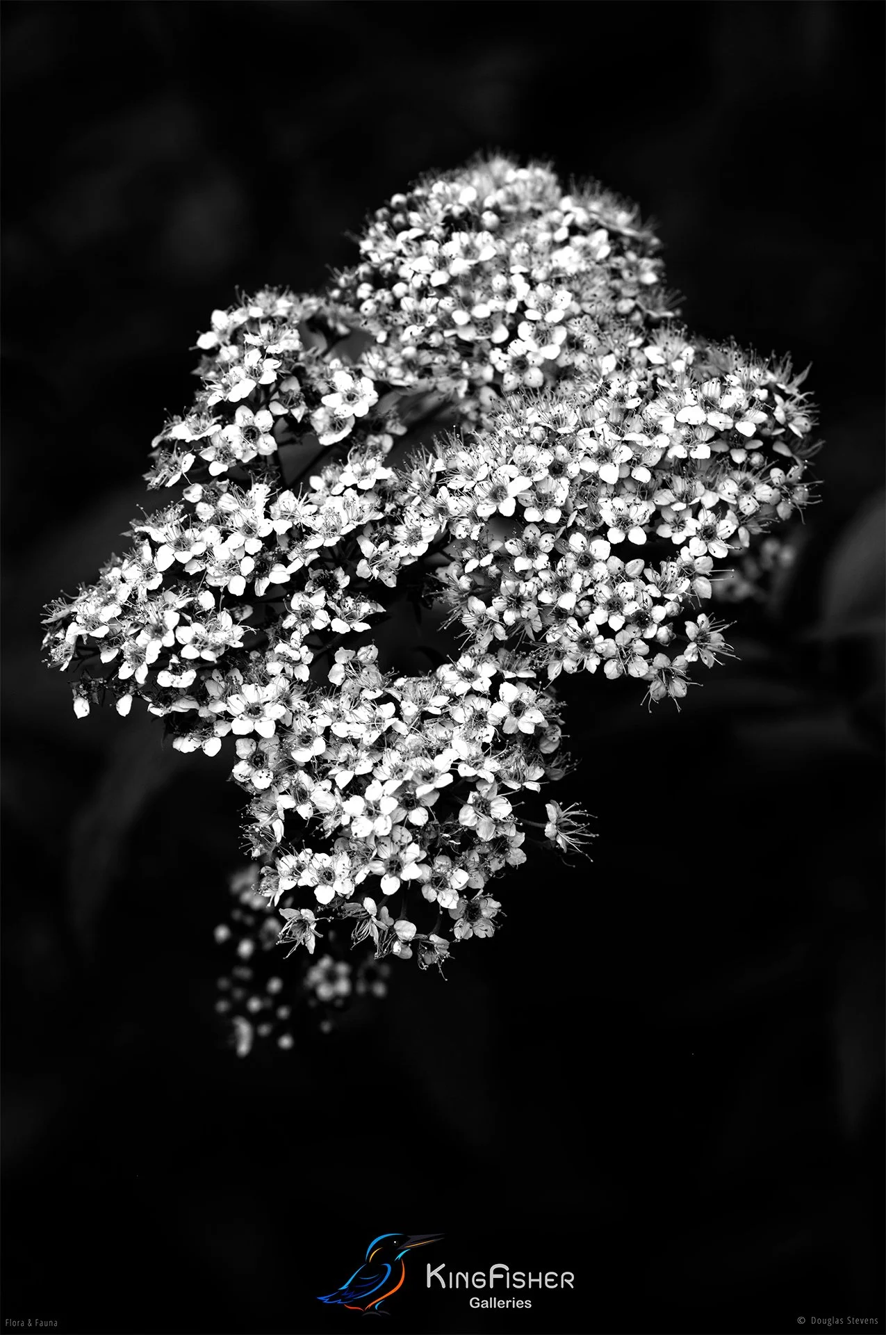 091_DST_Flora_Fauna_2013_P_BW.jpg