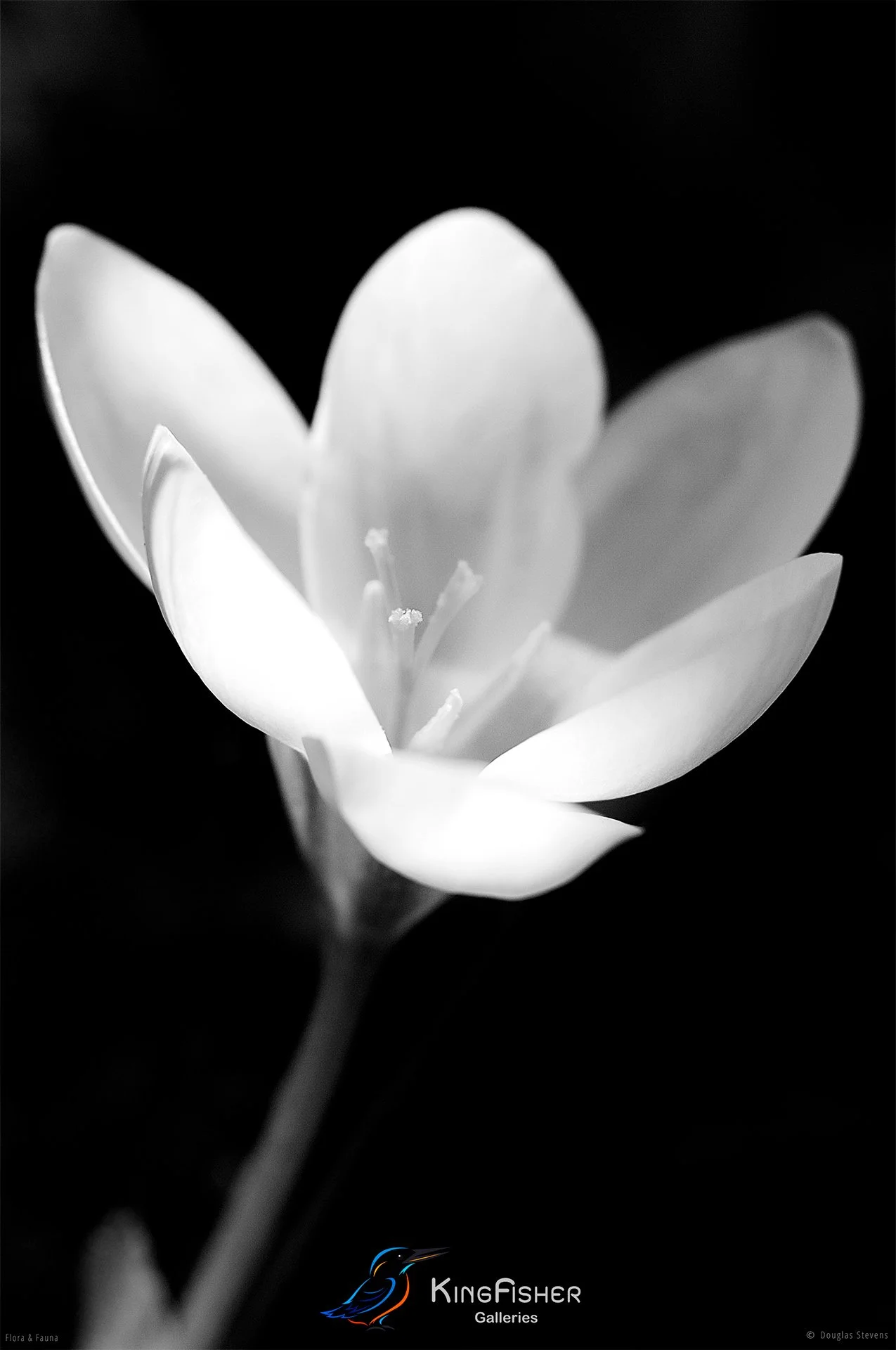018_DST_Flora_Fauna_2008_Crocus_P_BW.jpg