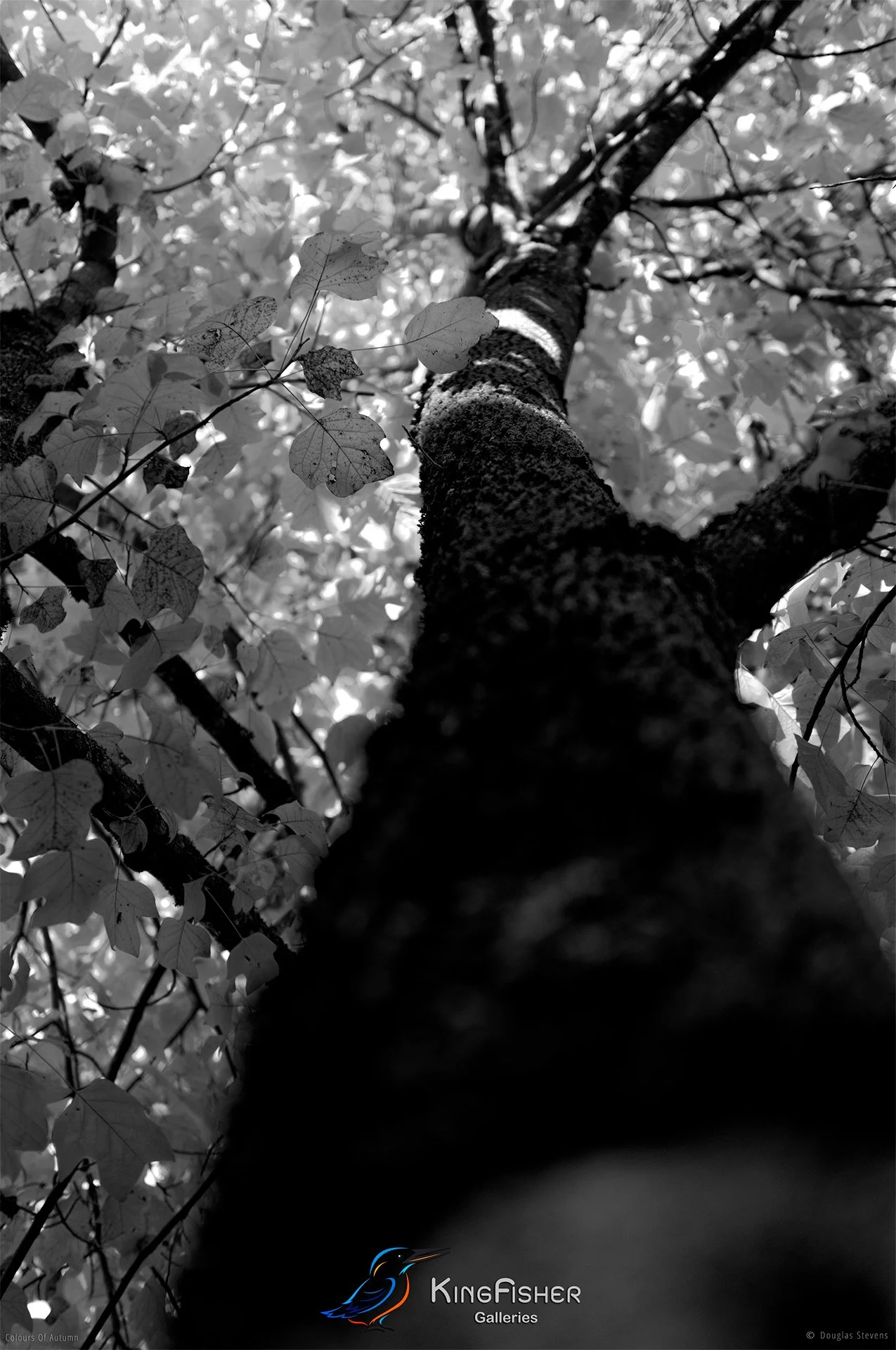004_DST_Colours_Of_Autumn_P_BW.jpg