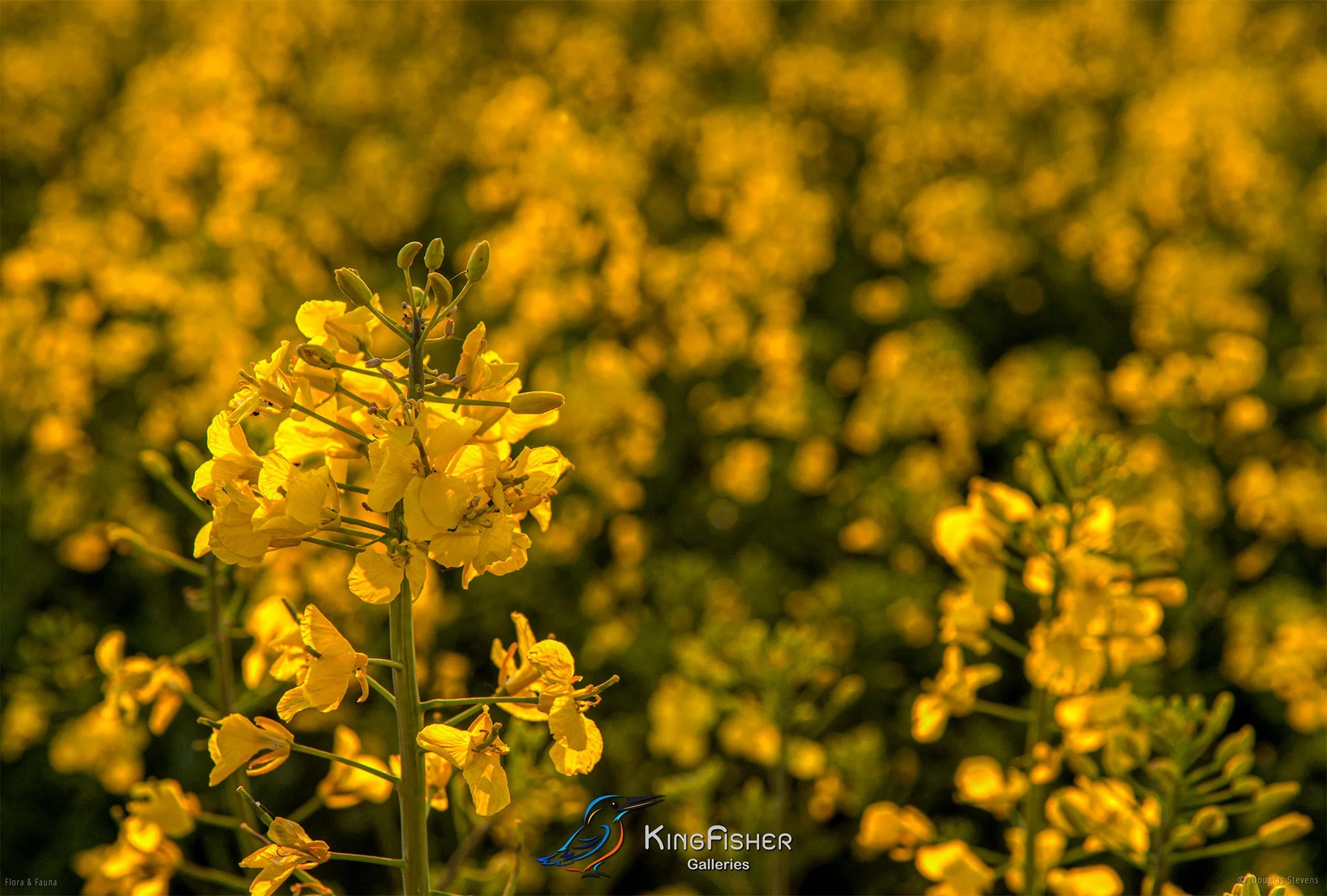 069_DST_Flora_Fauna_2011_Rapeseed_Season_L.jpg