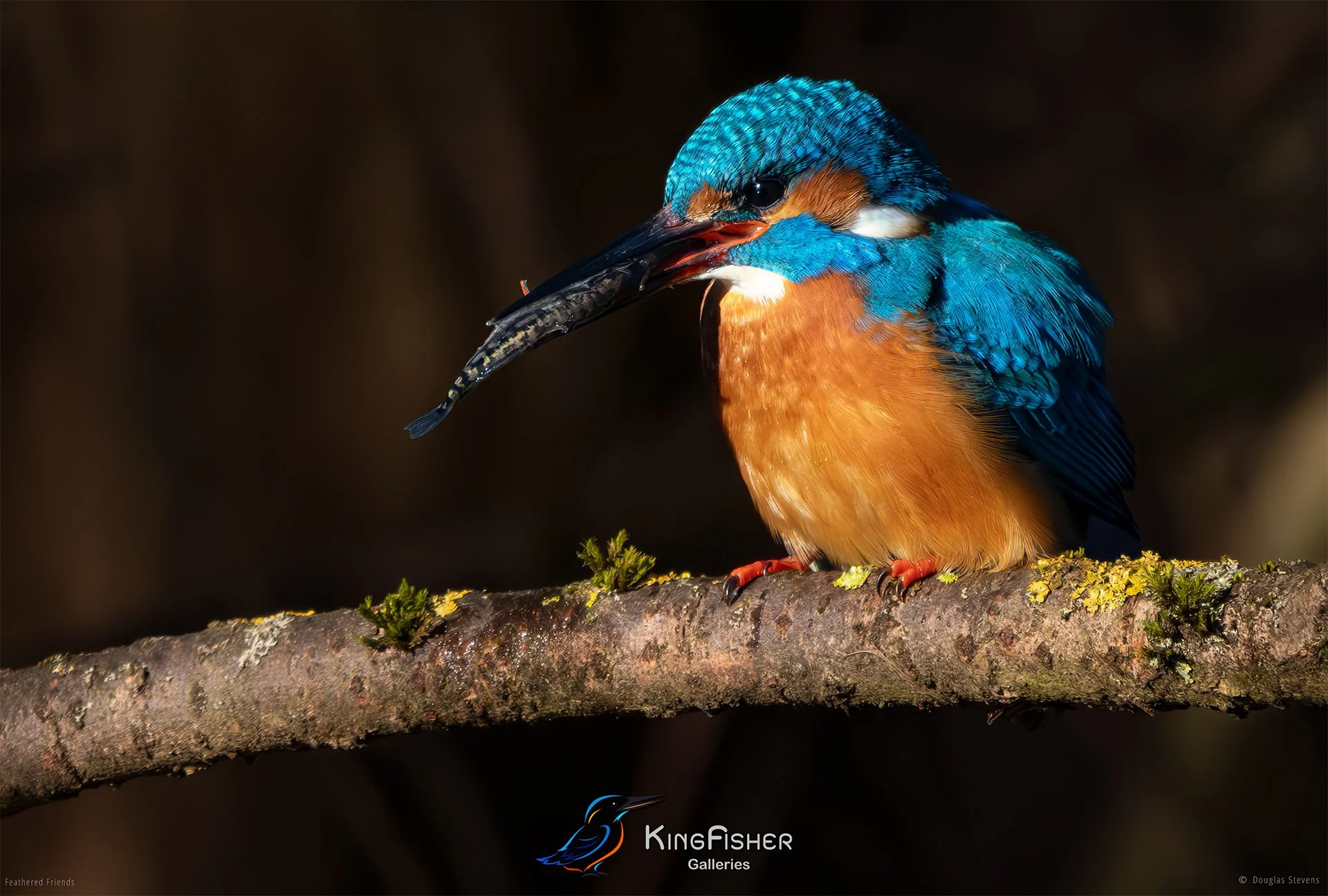 412_DST_Birds_2025_Kingfisher_Breakfast_Is_Secured_L.jpg