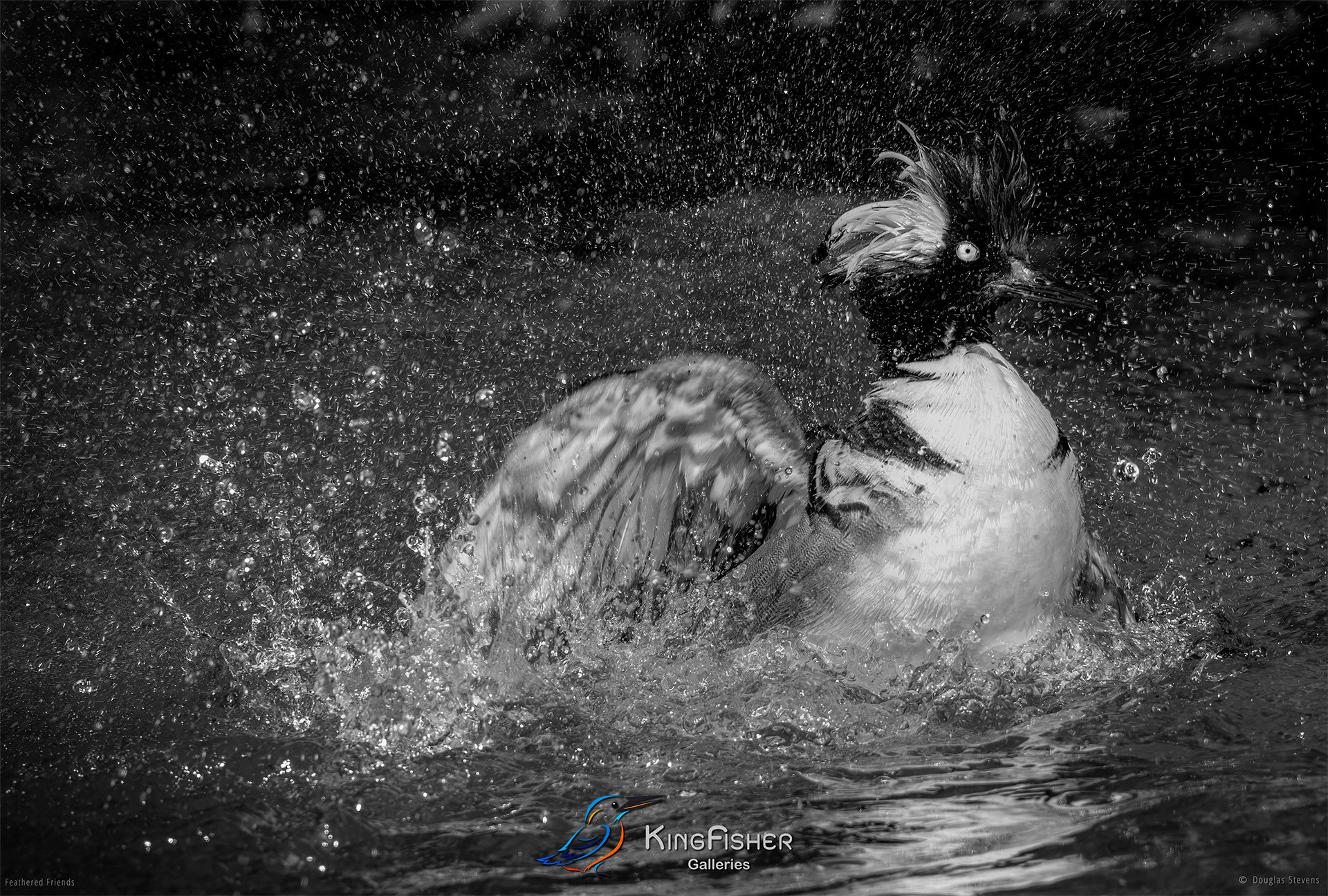 594_DST_Birds_2025_Hooded_Merganser_L_BW.jpg