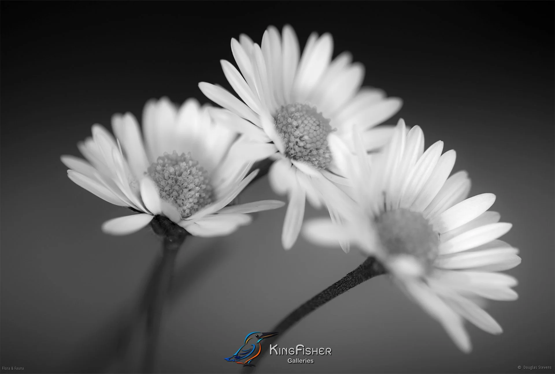 051_DST_Flora_Fauna_2010_Daisy_Summer_L_BW.jpg