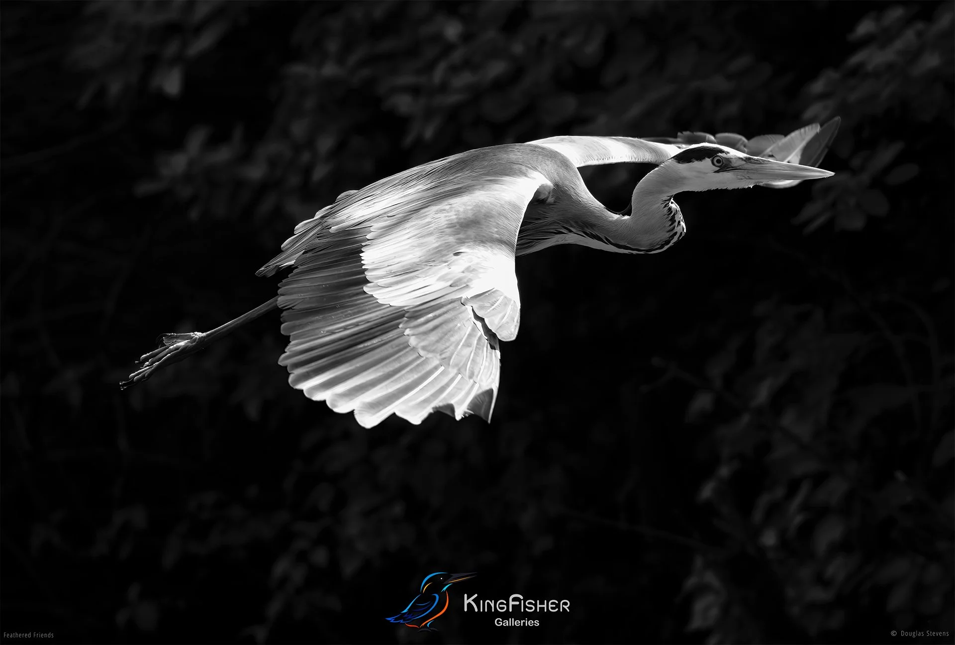 619_DST_Birds_2025_Grey_Heron_In_Flight_L_BW.jpg