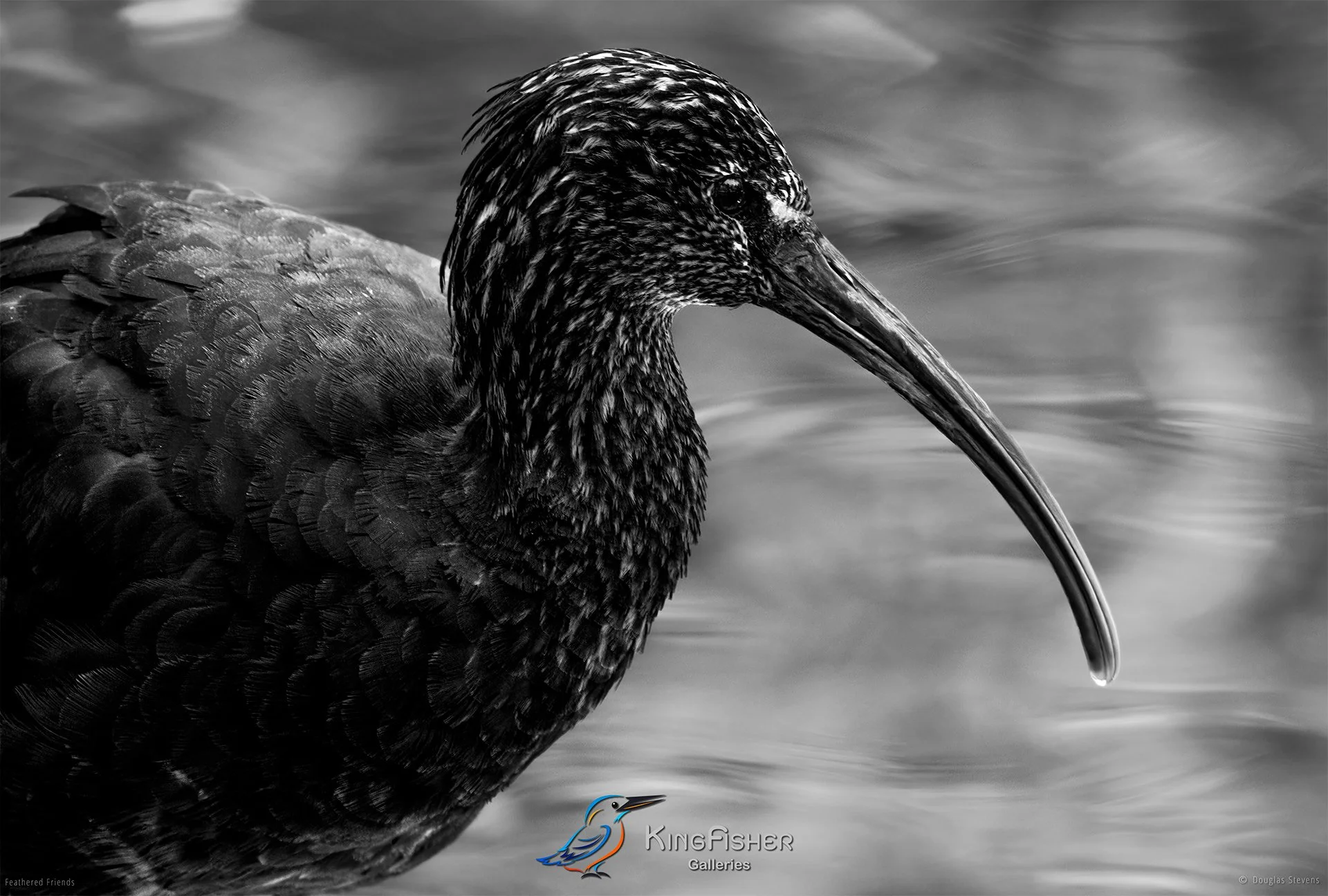 595_DST_Birds_2025_Glossy_Ibis_L_BW.jpg