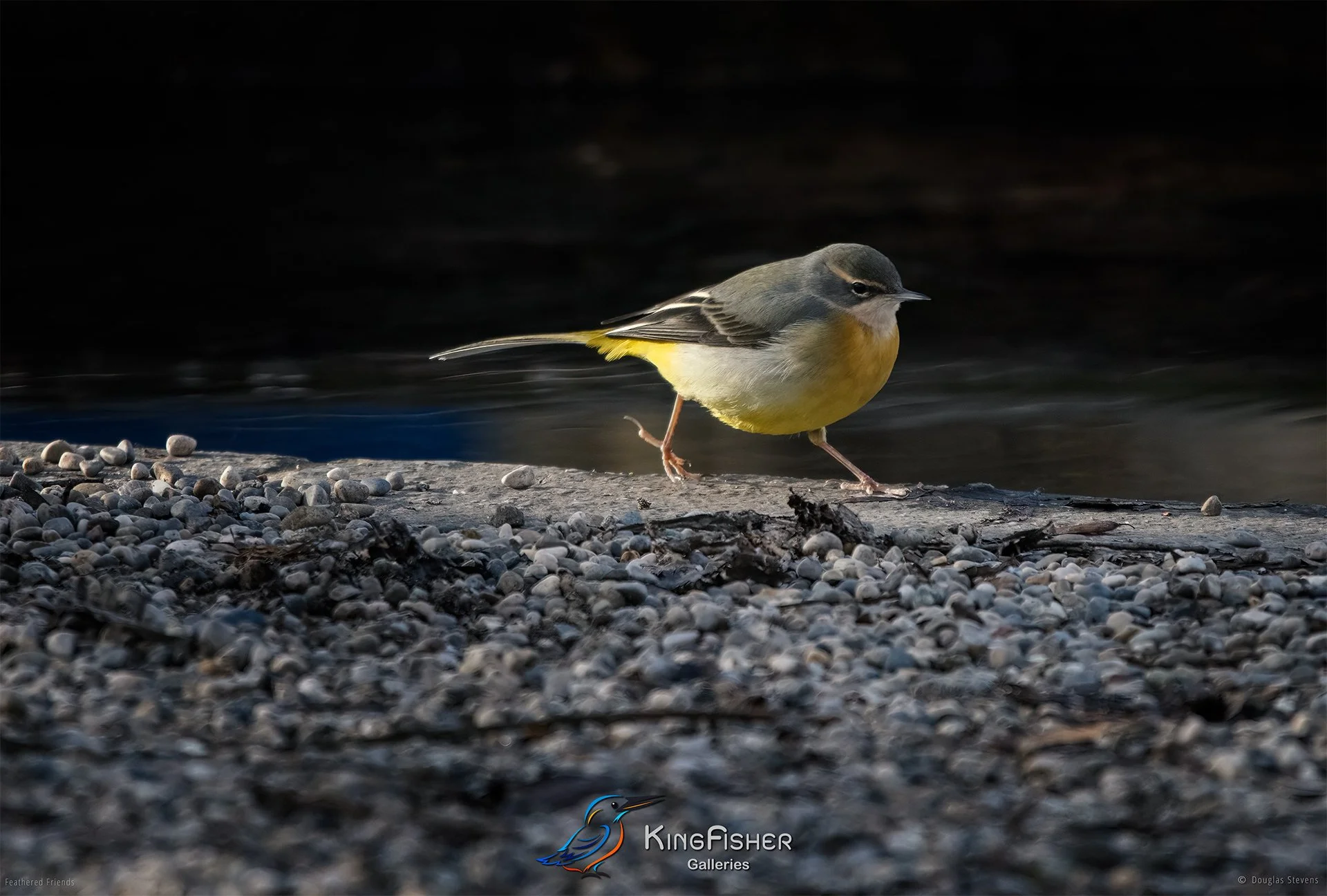 405_DST_Birds_2025_Grey_Wagtail_L.jpg