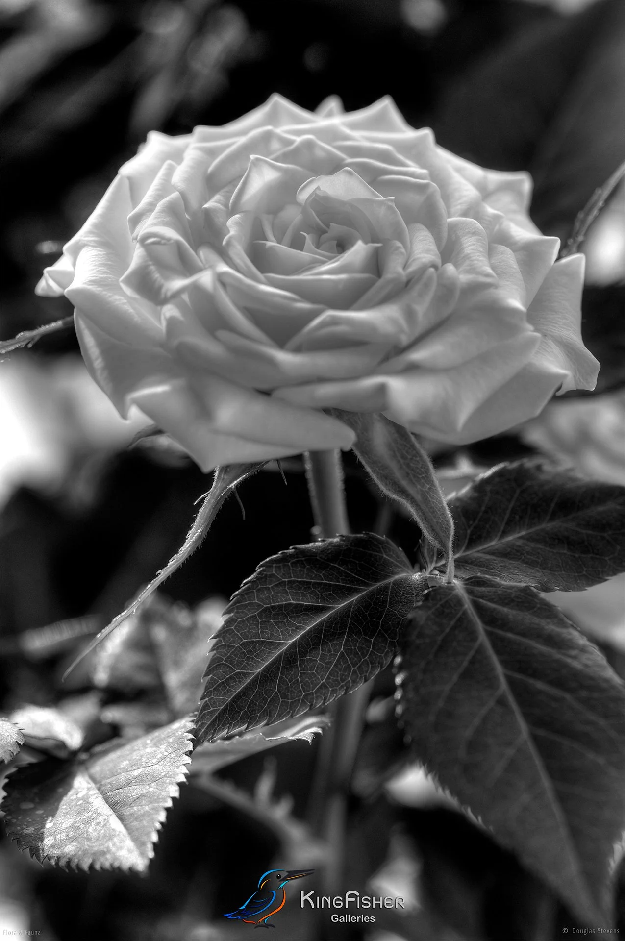 068_DST_Flora_Fauna_2011_Yellow_Rose_P_BW.jpg