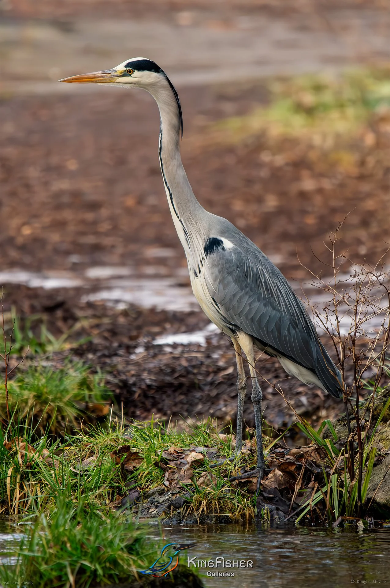 409_DST_Birds_2025_Grey_Heron_P.jpg