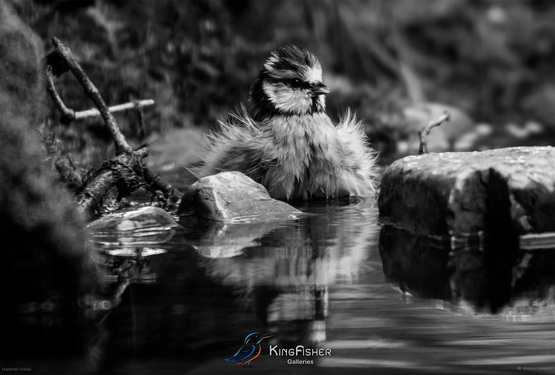 719_DST_Birds_2025_Blue_Tit_Bath_L_BW.jpg