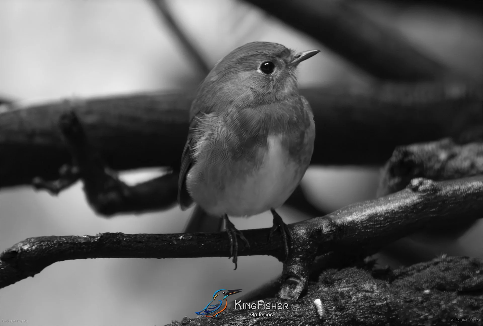 505_DST_Birds_2025_Robin_L_BW.jpg