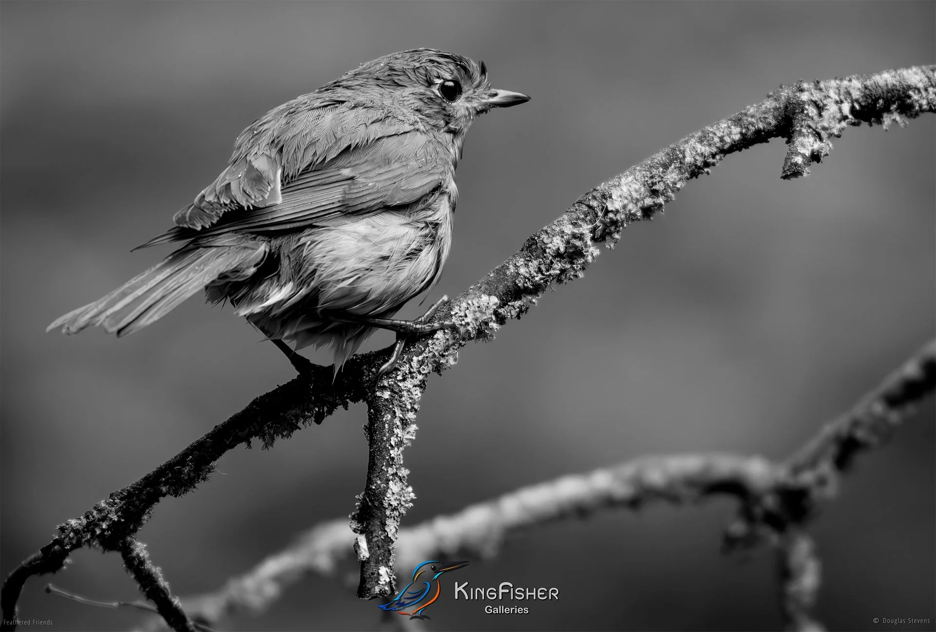585_DST_Birds_2025_Robin_Crappy_Weather_Again_L_BW.jpg