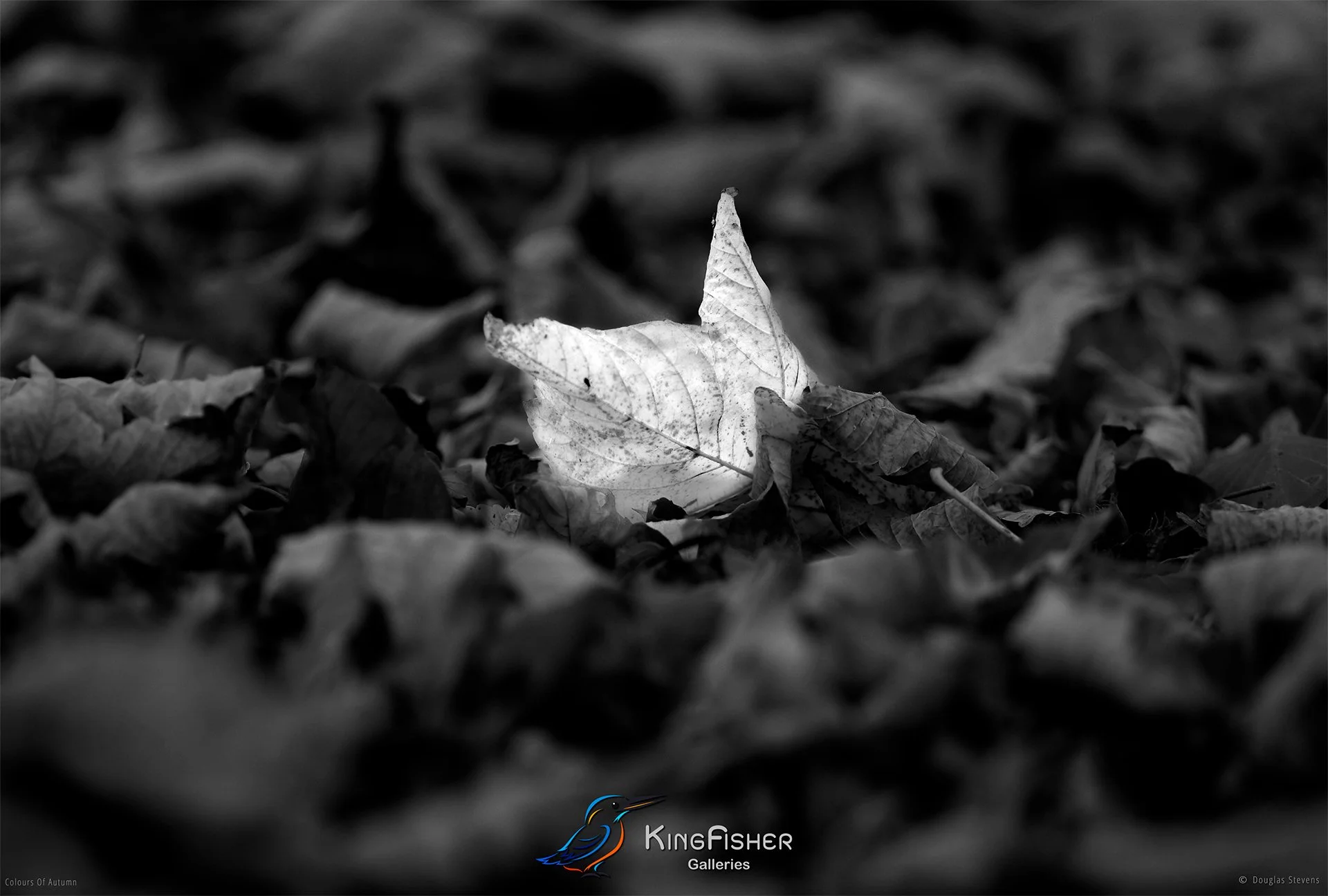019_DST_Colours_Of_Autumn_L_BW.jpg