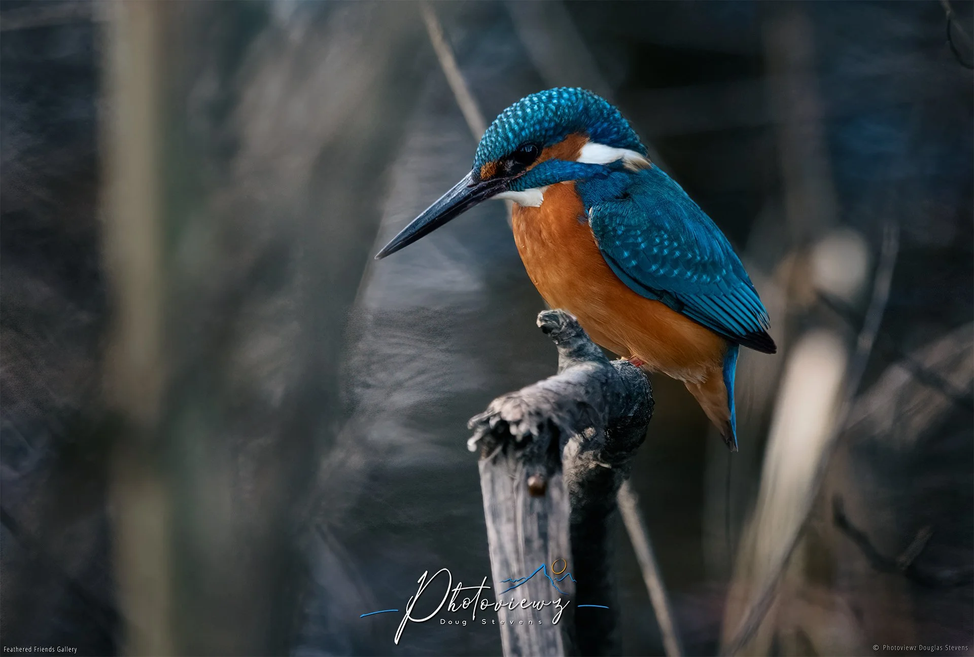 403_DST_Birds_2025_Kingfisher_L.jpg