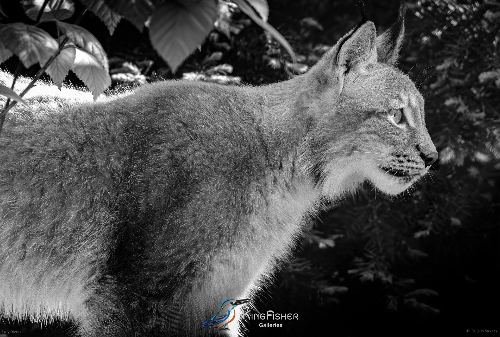 287_DST_Animals_Eurasian_Lynx_Side_Profile_L_BW.jpg