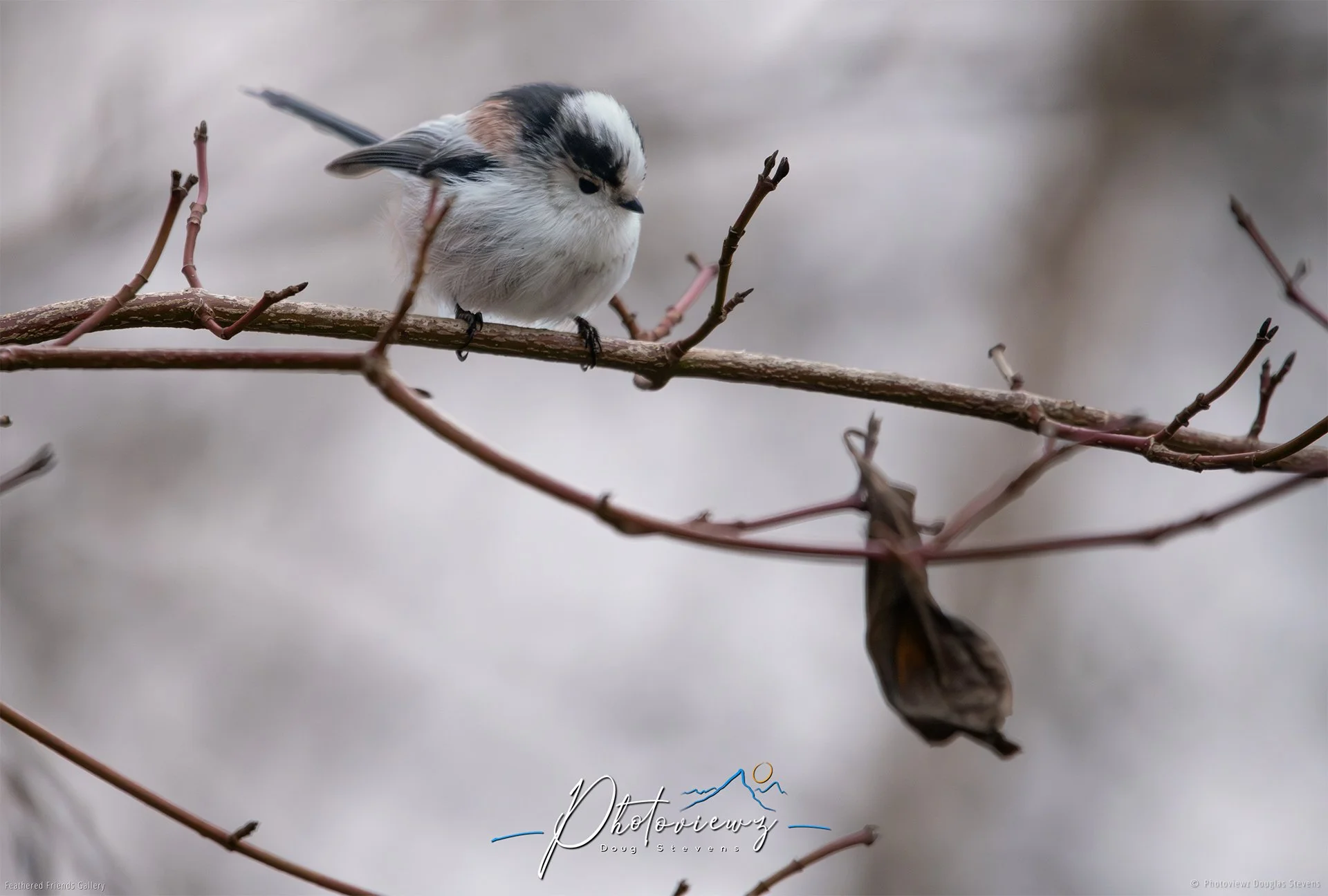 420_DST_Birds_2025_Long-Tailed_Tit_L.jpg