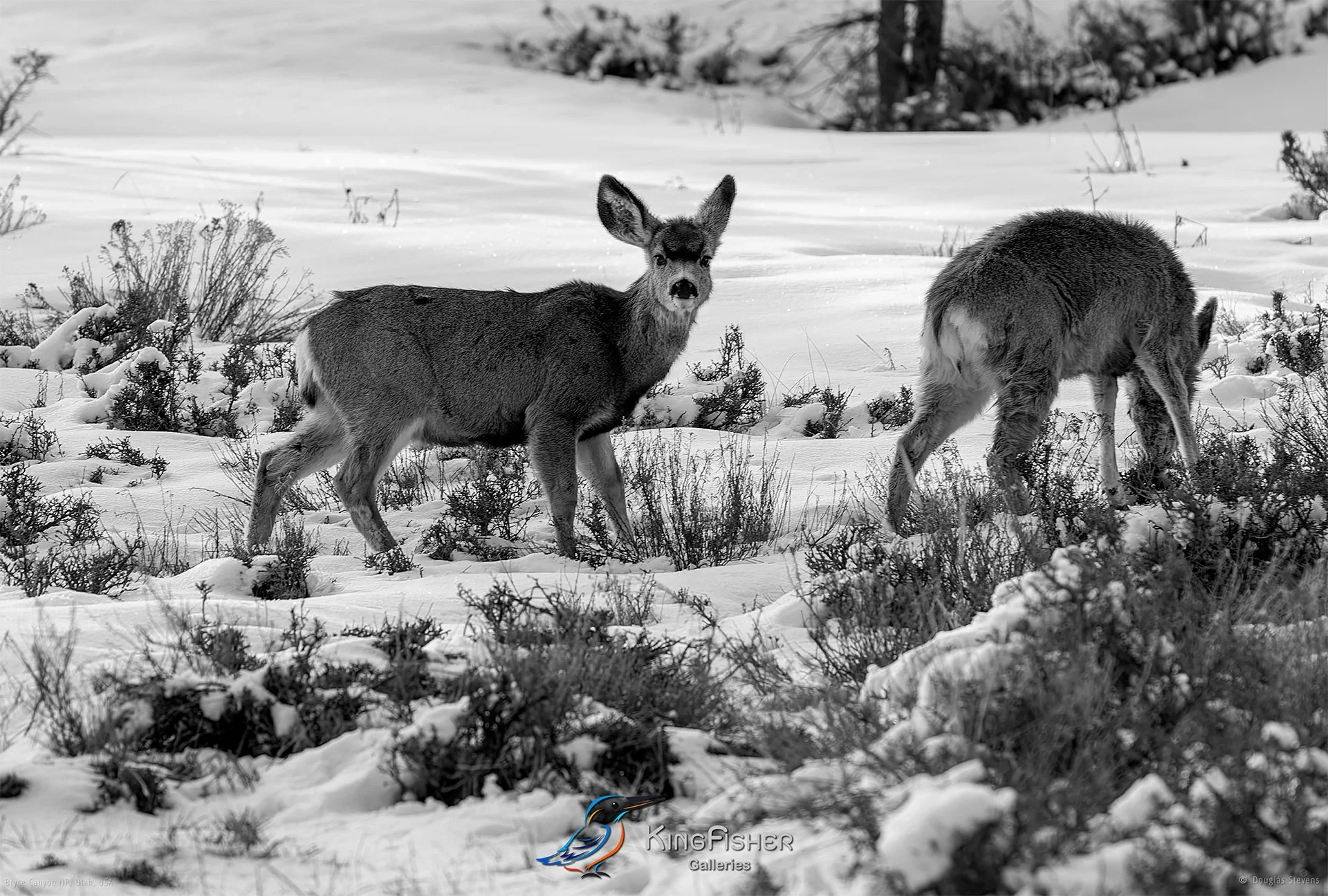052_DST_Bryce_Canyon_NP_UT_USA_2012_L_BW.jpg