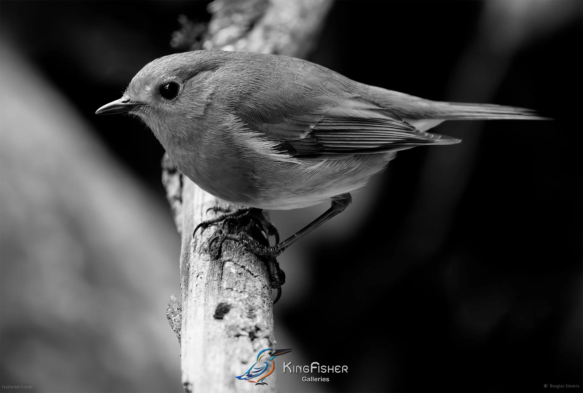 539_DST_Birds_2025_Robin_Side_Profile_L_BW.jpg