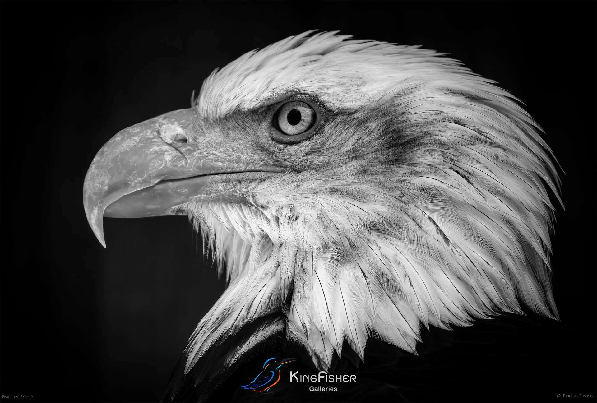 547_DST_Birds_2025_Bald_Eagle_Side_Profile_L_BW.jpg