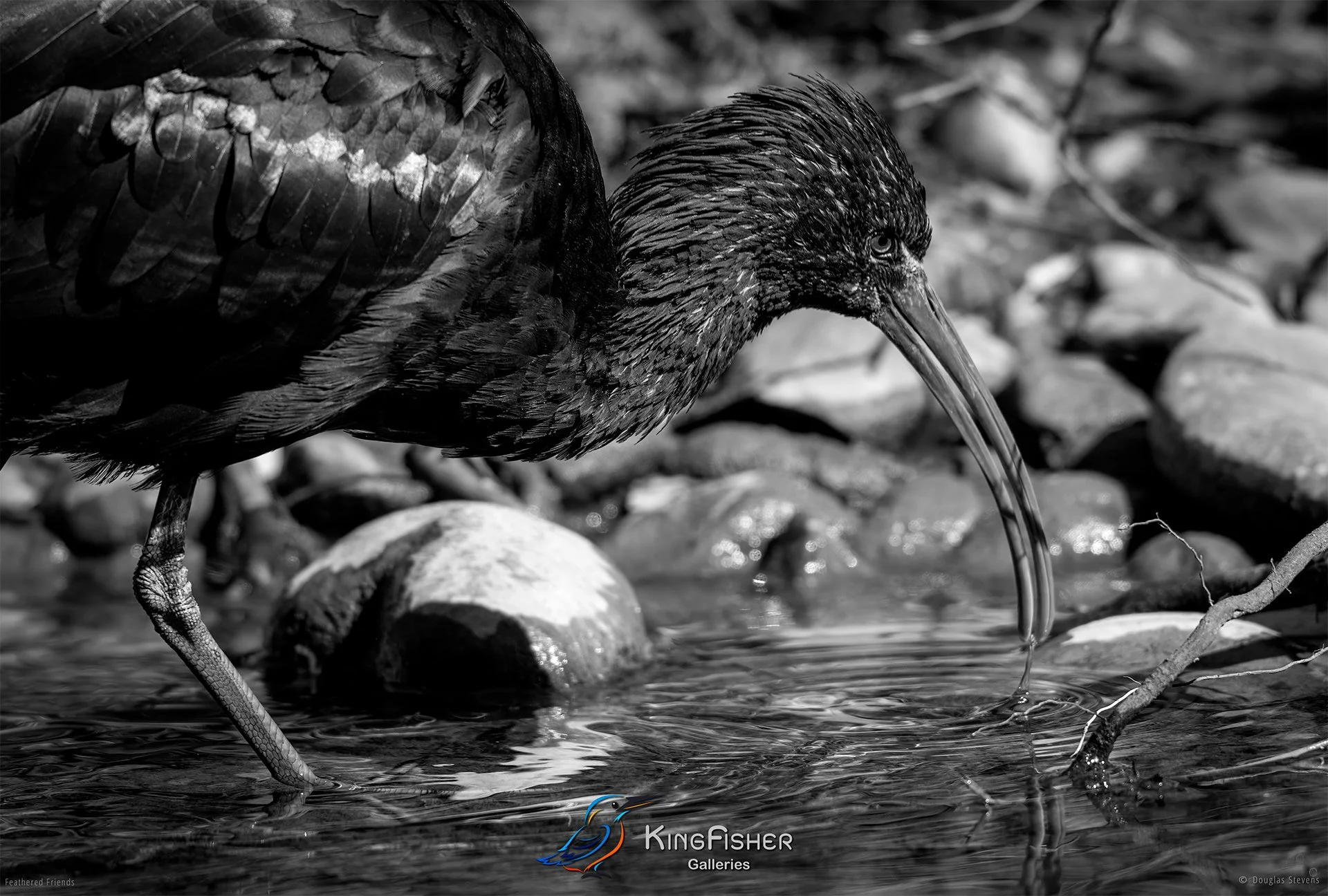611_DST_Birds_2025_Glossy_Ibis_Fishing_L_BW.jpg