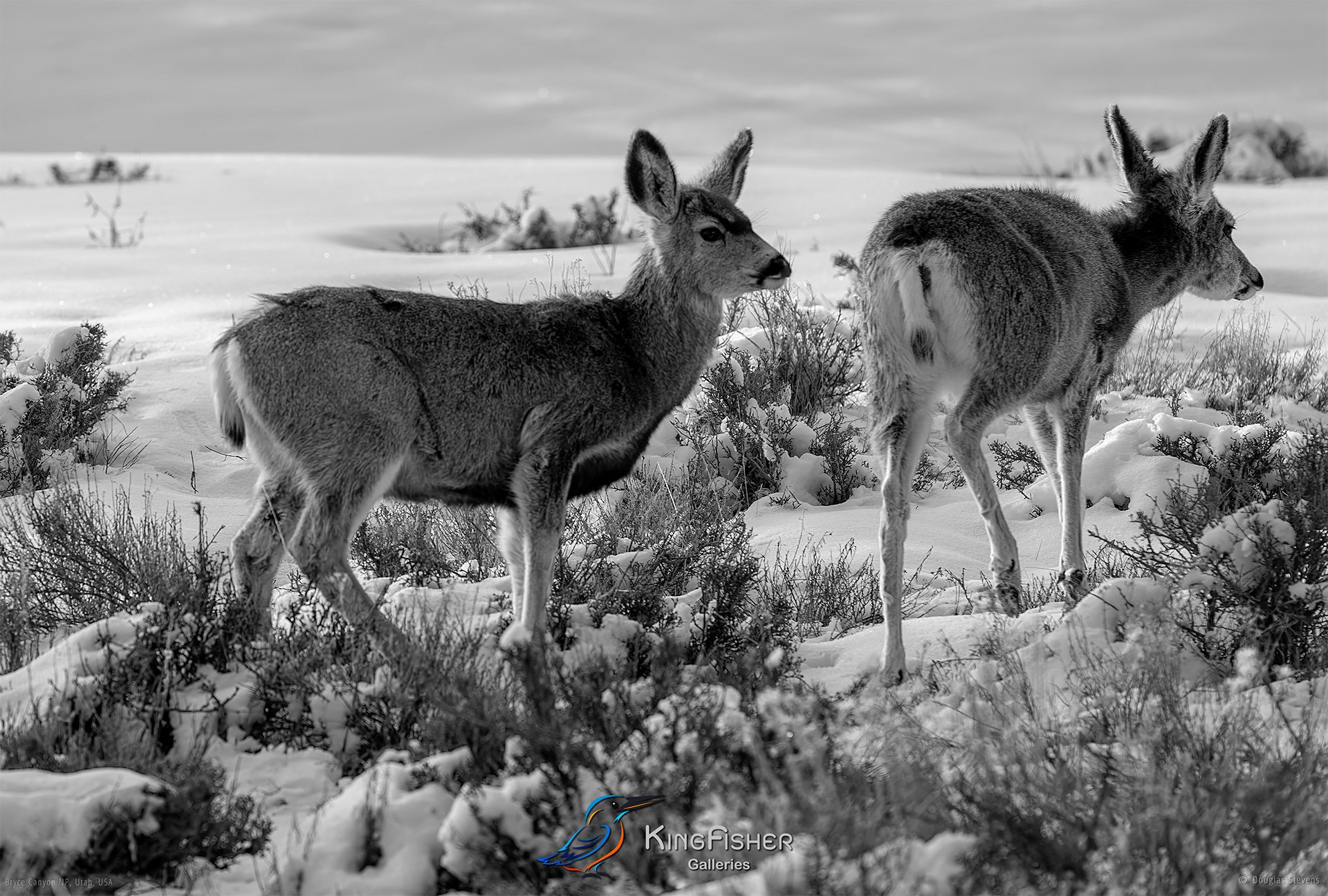 050_DST_Bryce_Canyon_NP_UT_USA_2012_L_BW.jpg