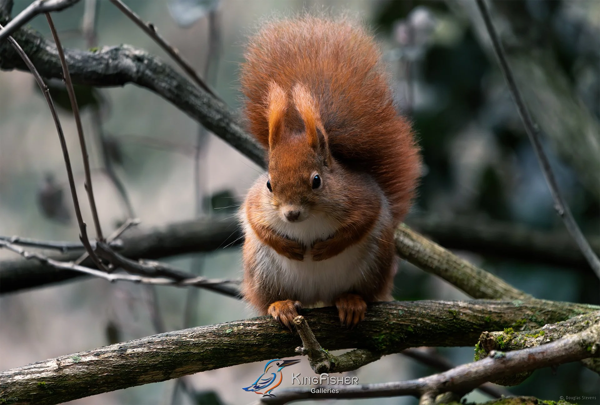 569_DST_Squirrels_Winter_Fat_L.jpg