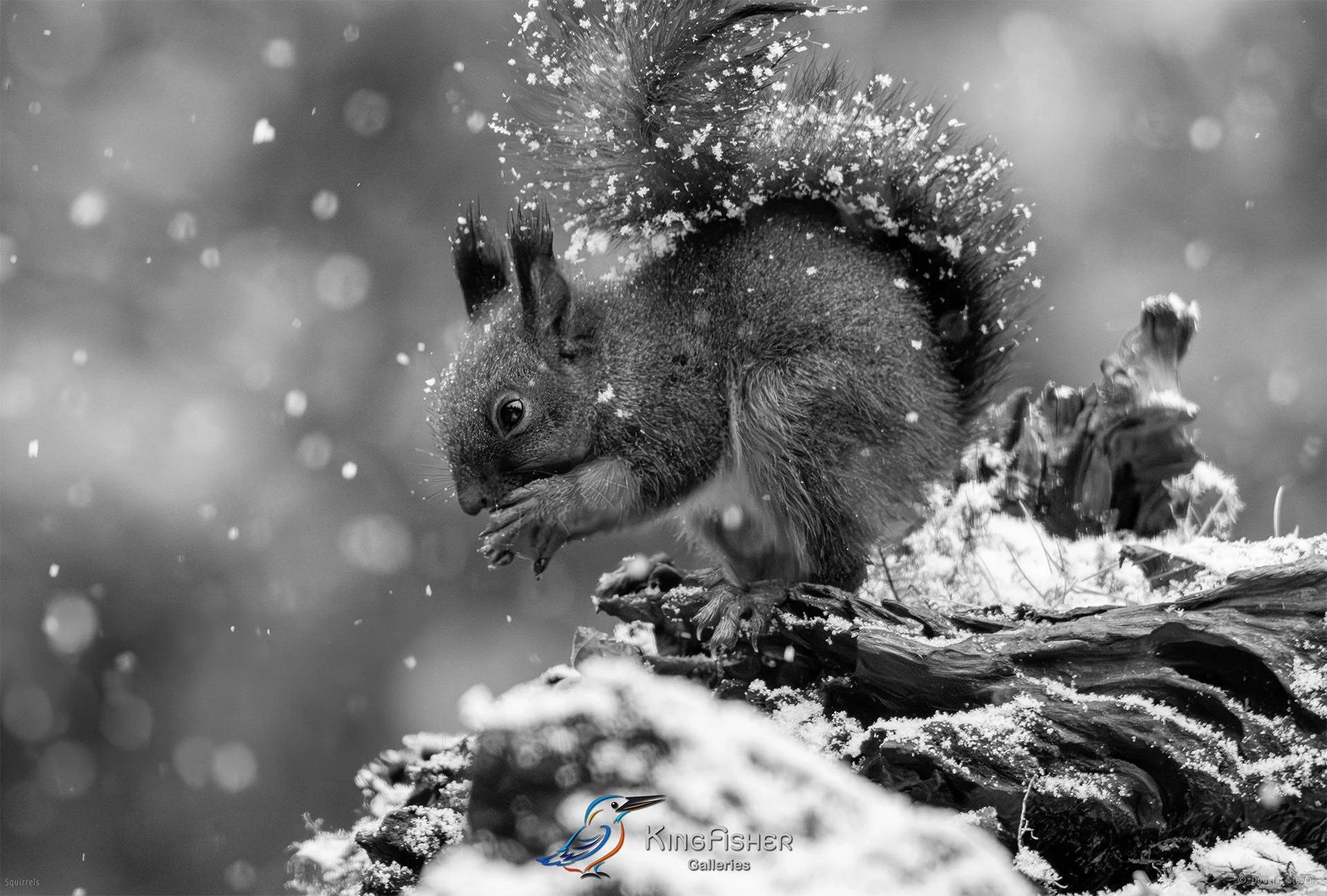 594_DST_Squirrels_Cold_Start_L_BW.jpg