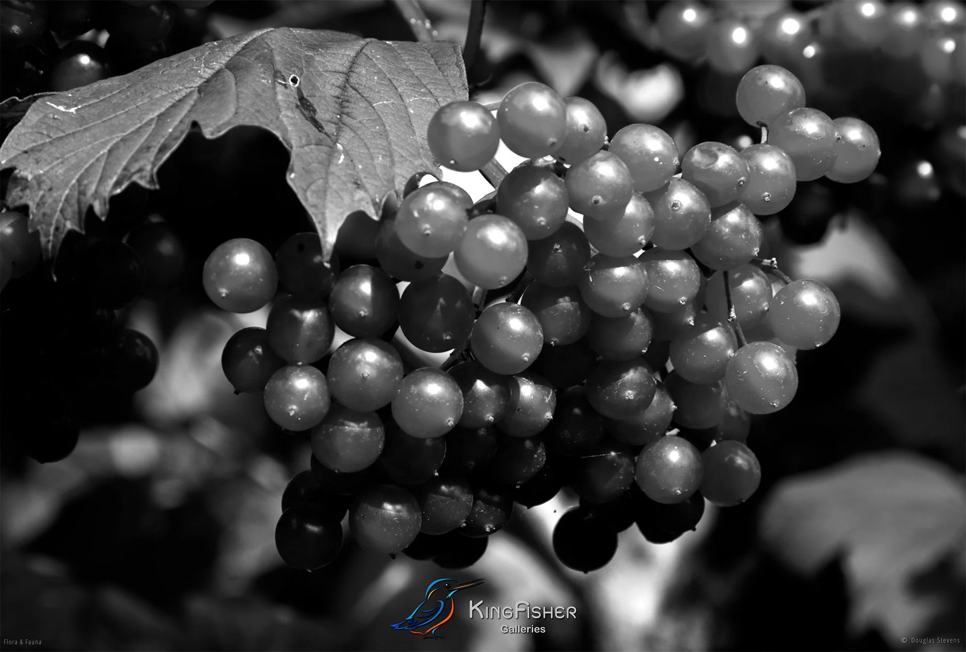 056_DST_Flora_Fauna_2010_Redcurrants_L_BW.jpg